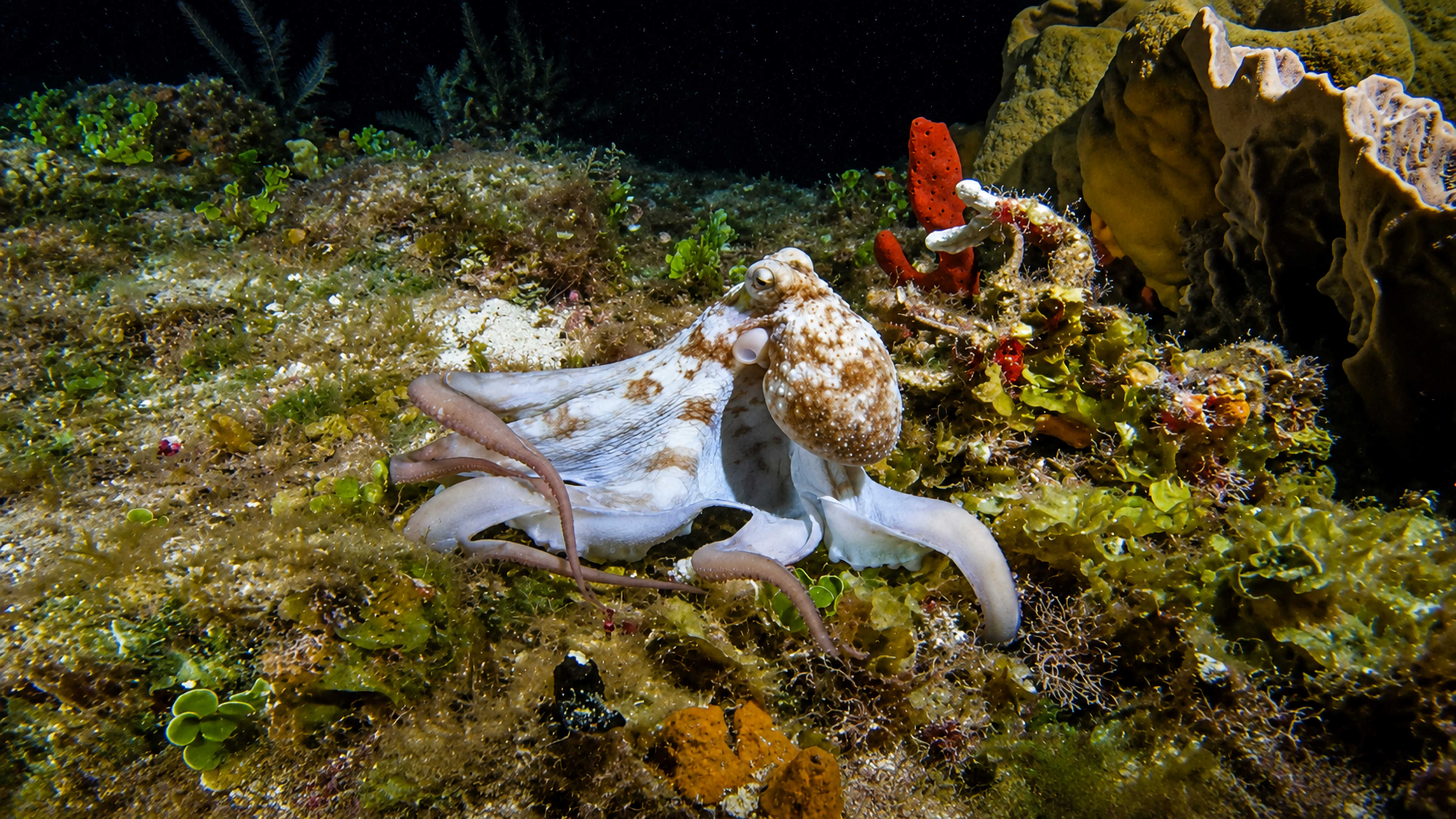 Octopus first noticed on a Cozumel reef