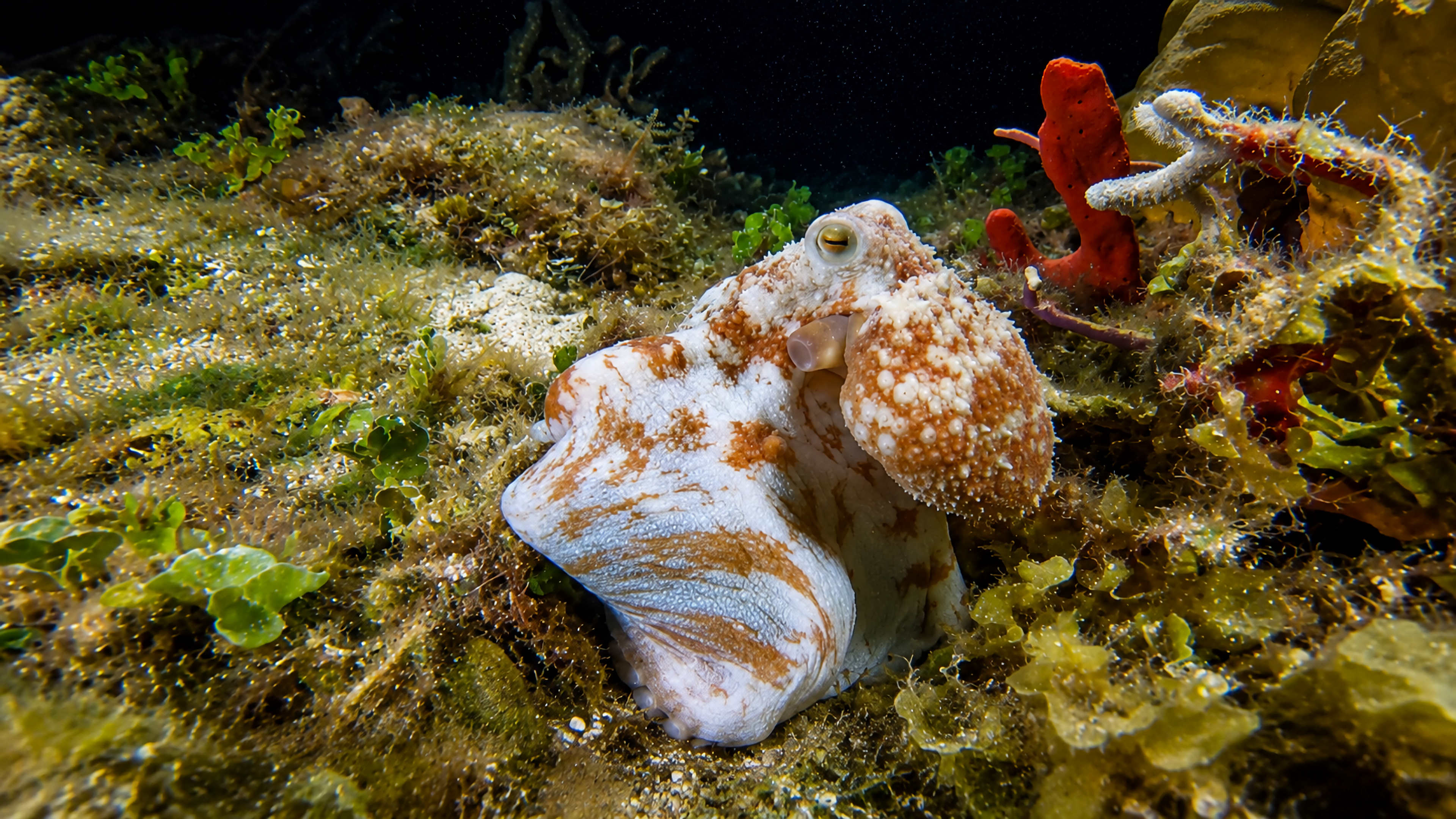 Octopus close on the reef with eye visible