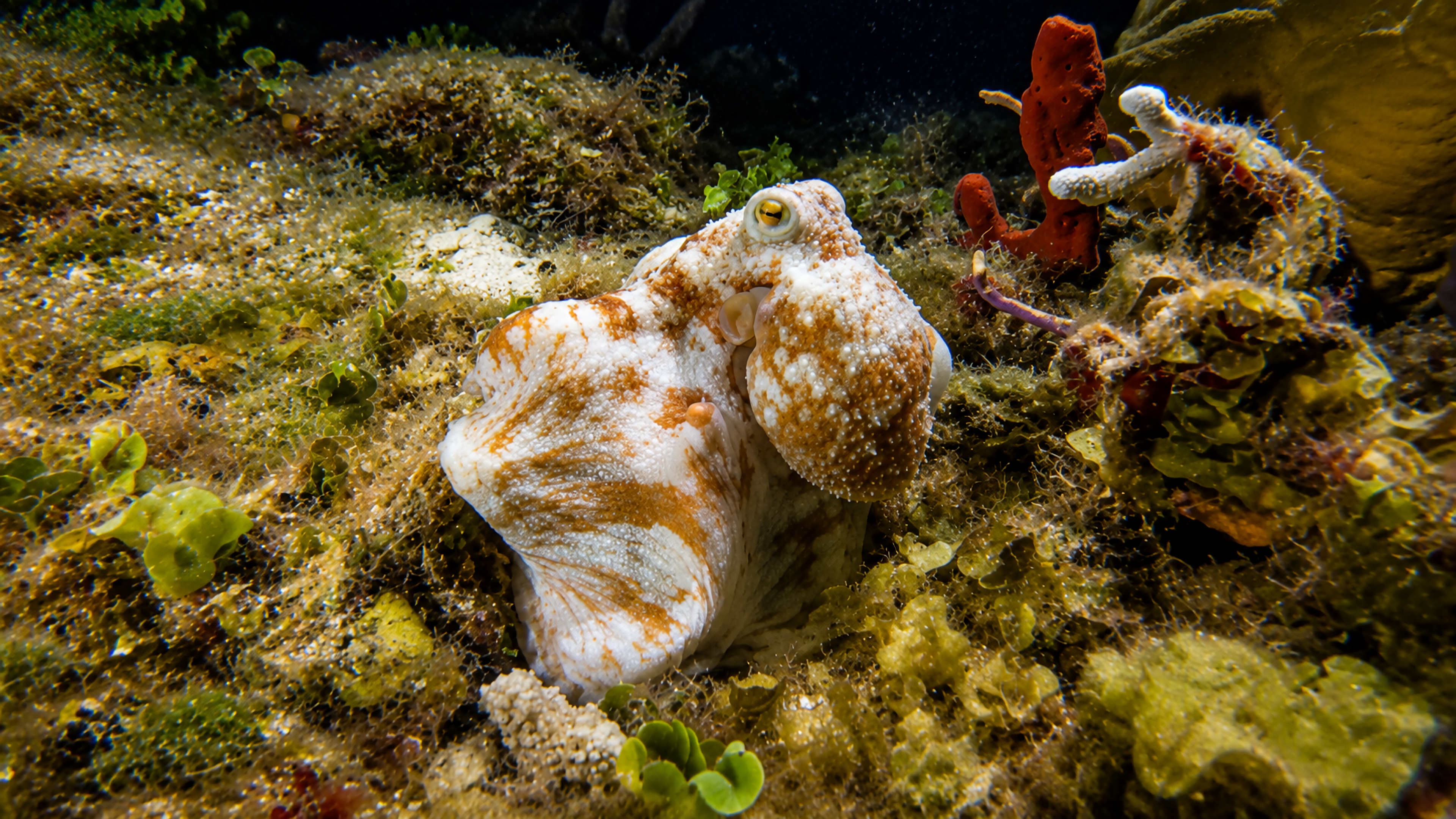 Octopus watching from the reef