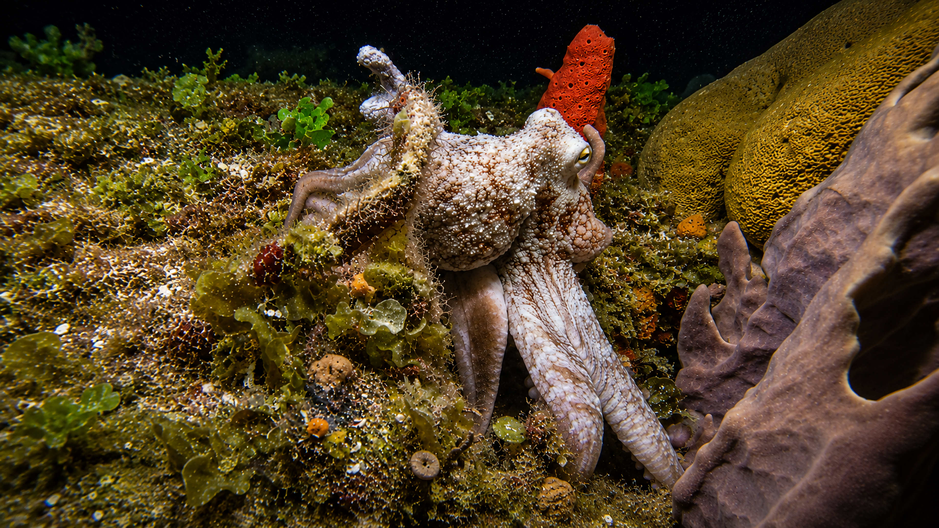 Octopus moving through reef structure