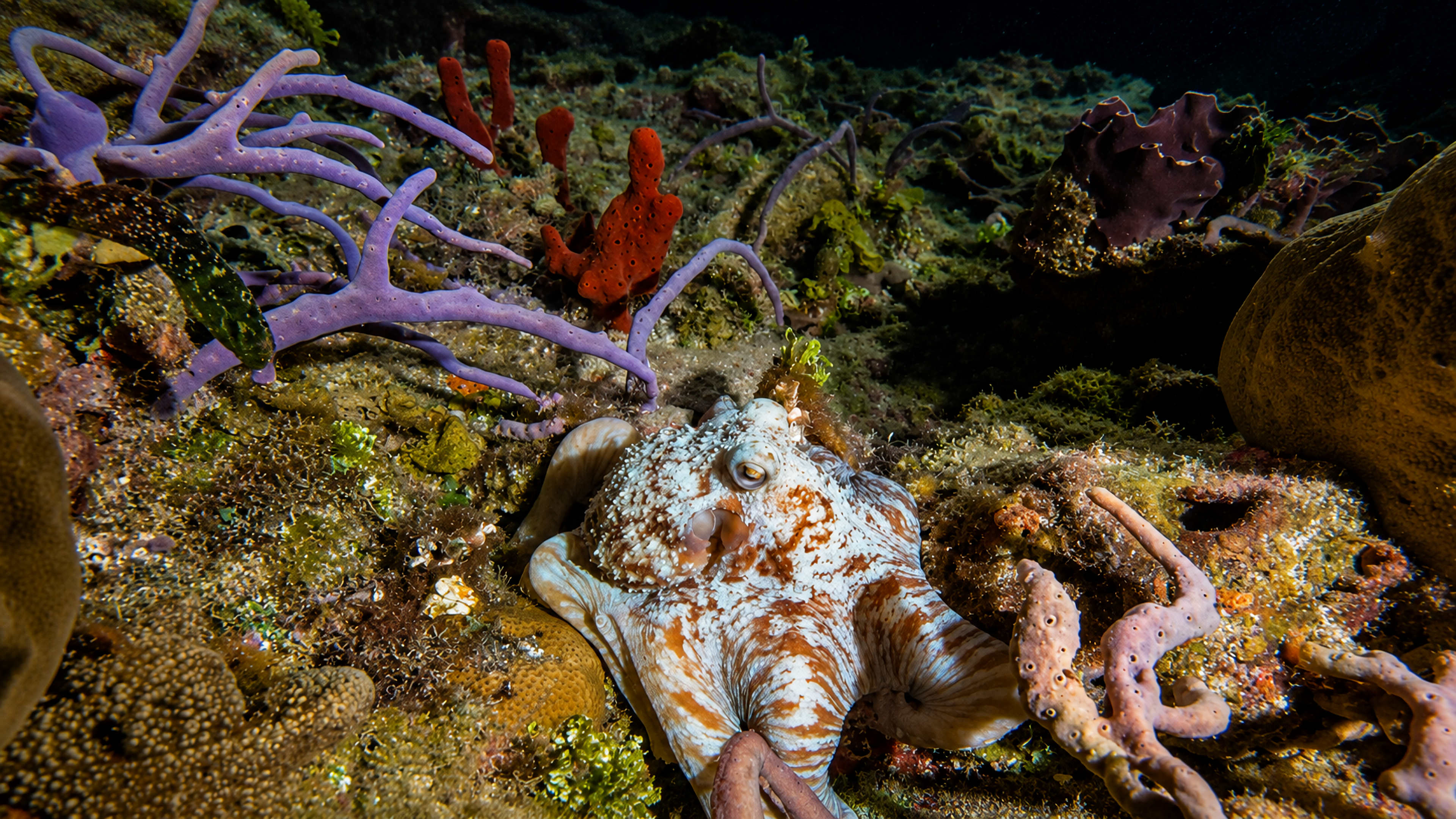 Octopus settled among sponges and reef life