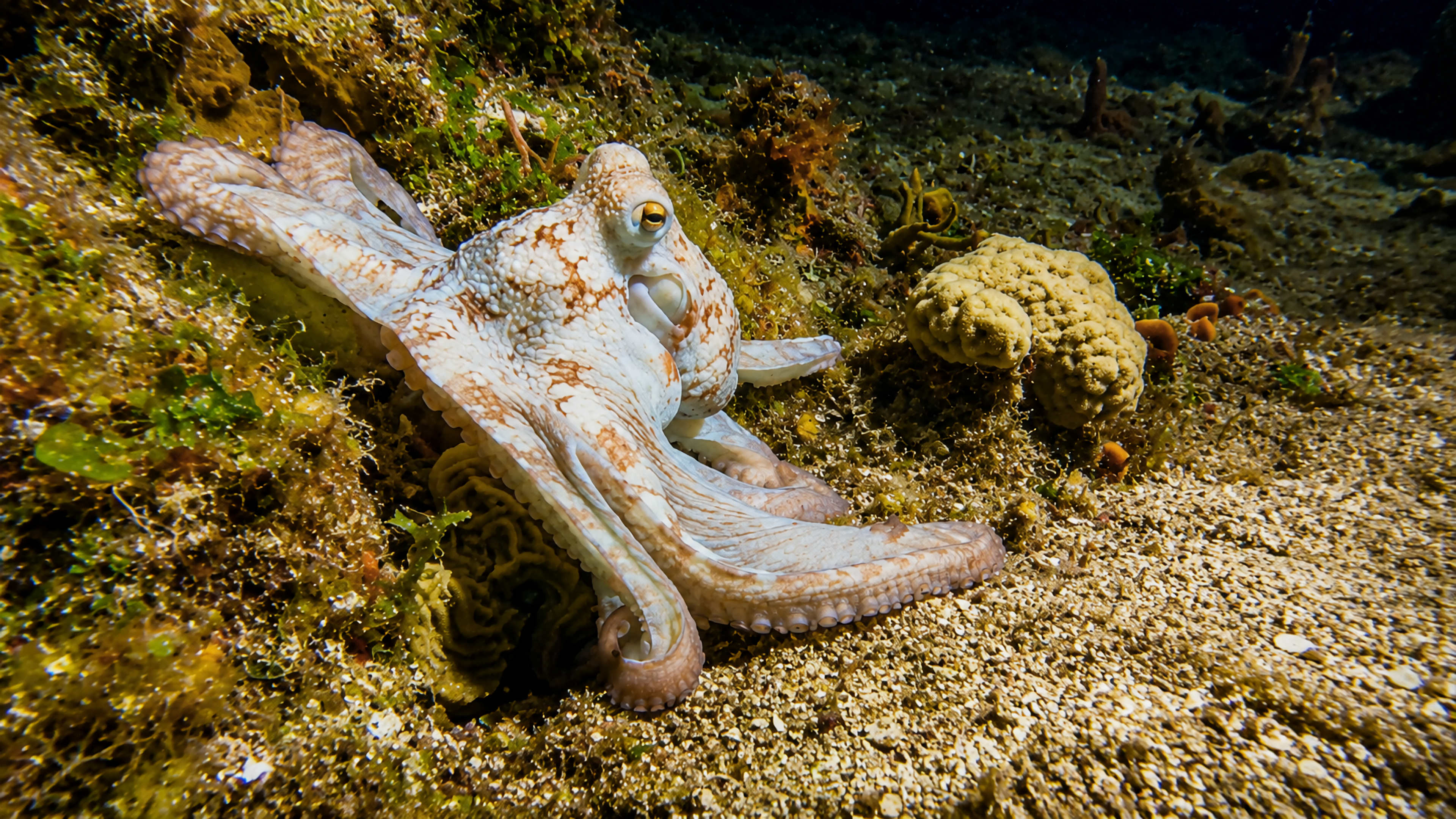 Octopus moving beside reef and sand