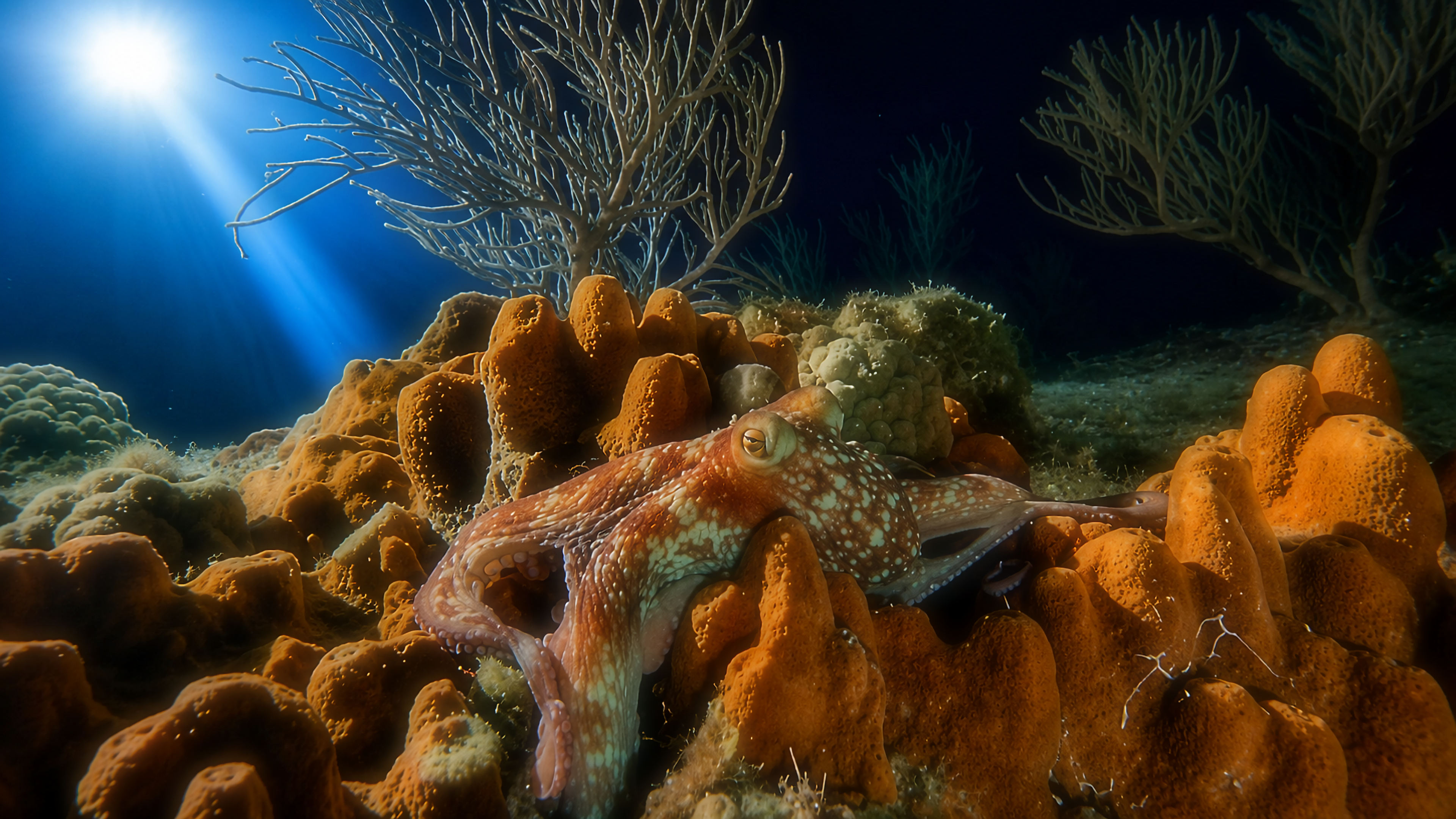 Octopus on reef at night with diver light