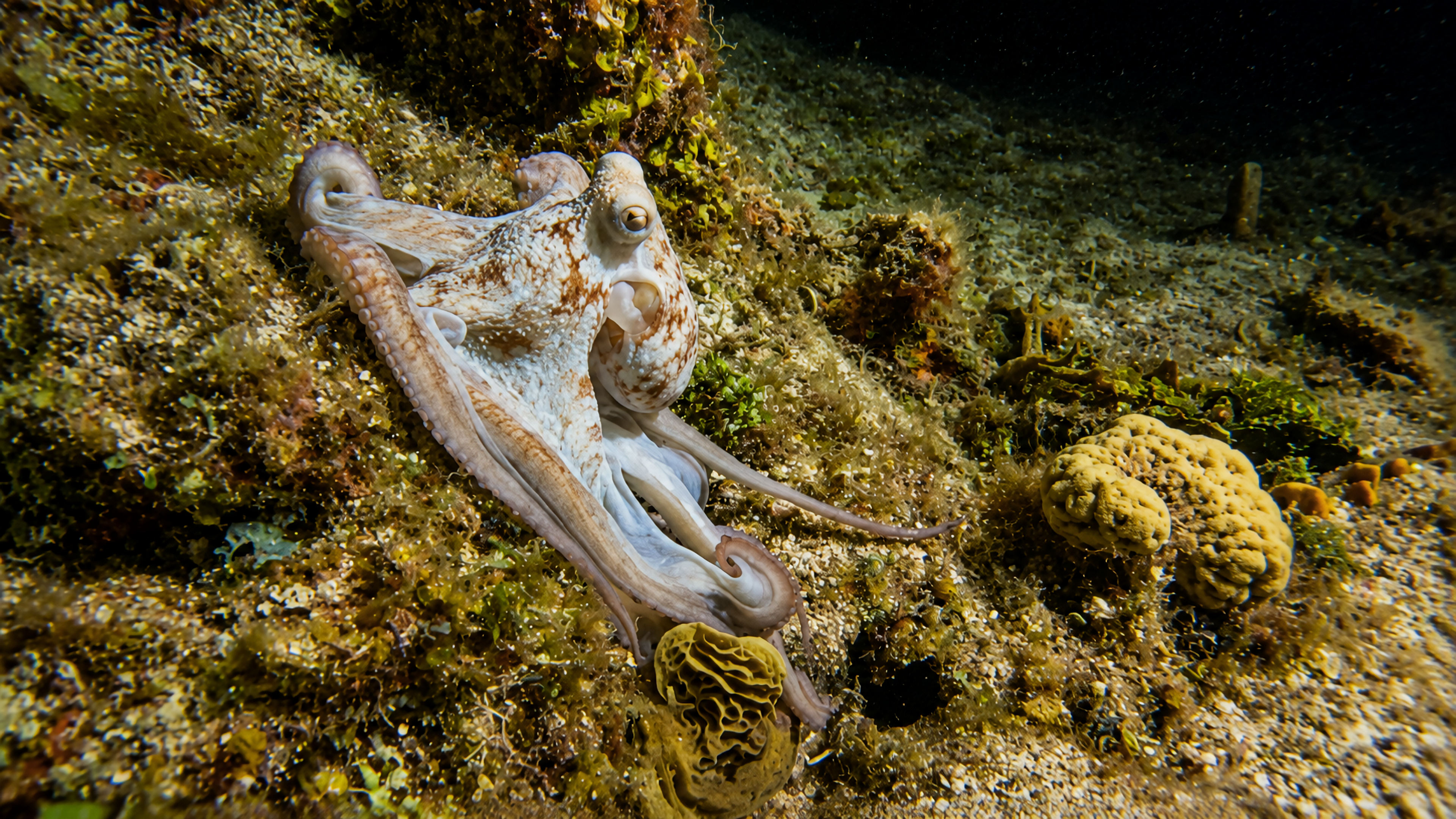 Octopus moving across a reef slope