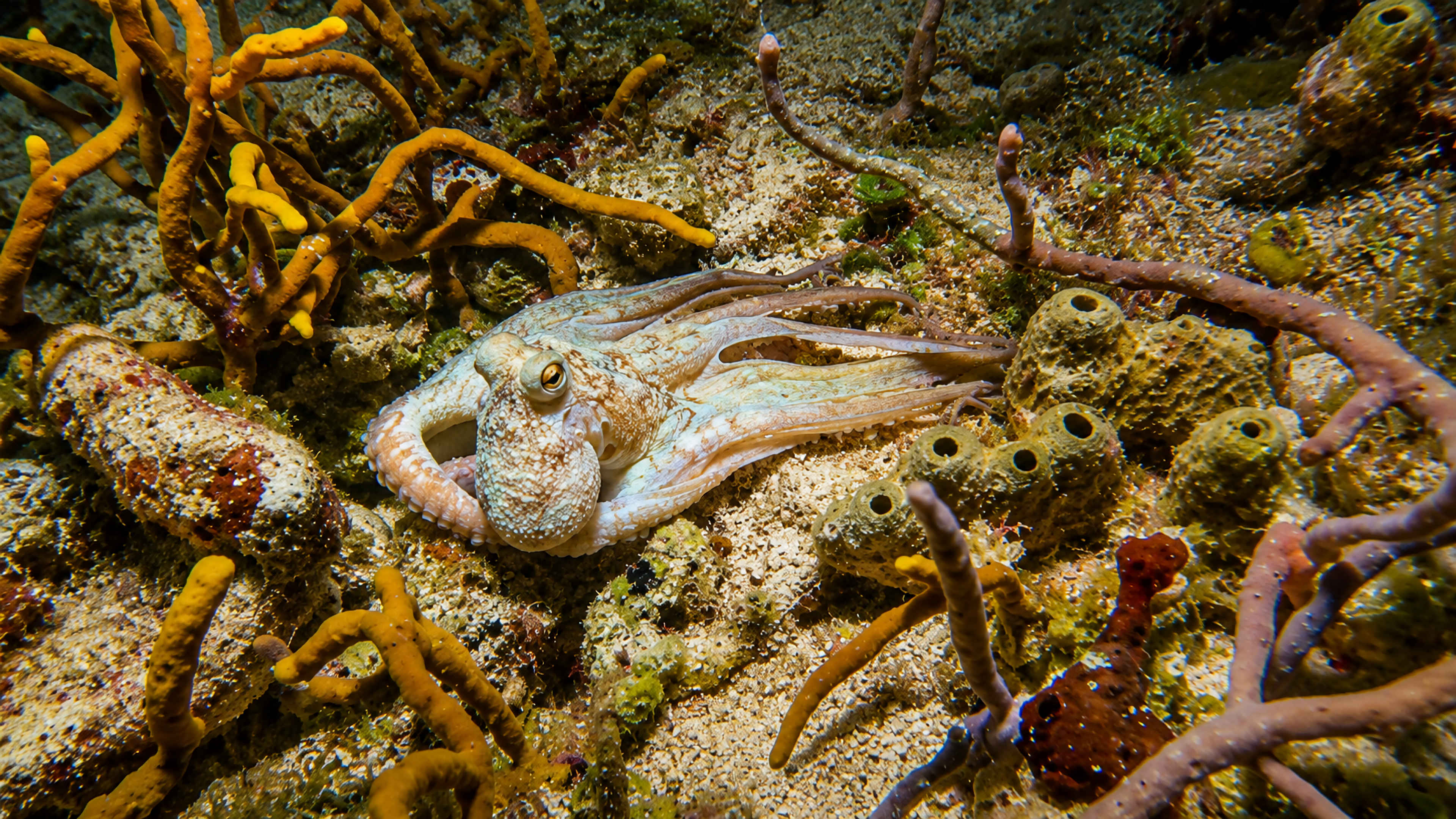 Octopus camouflaged among branching sponges and reef life