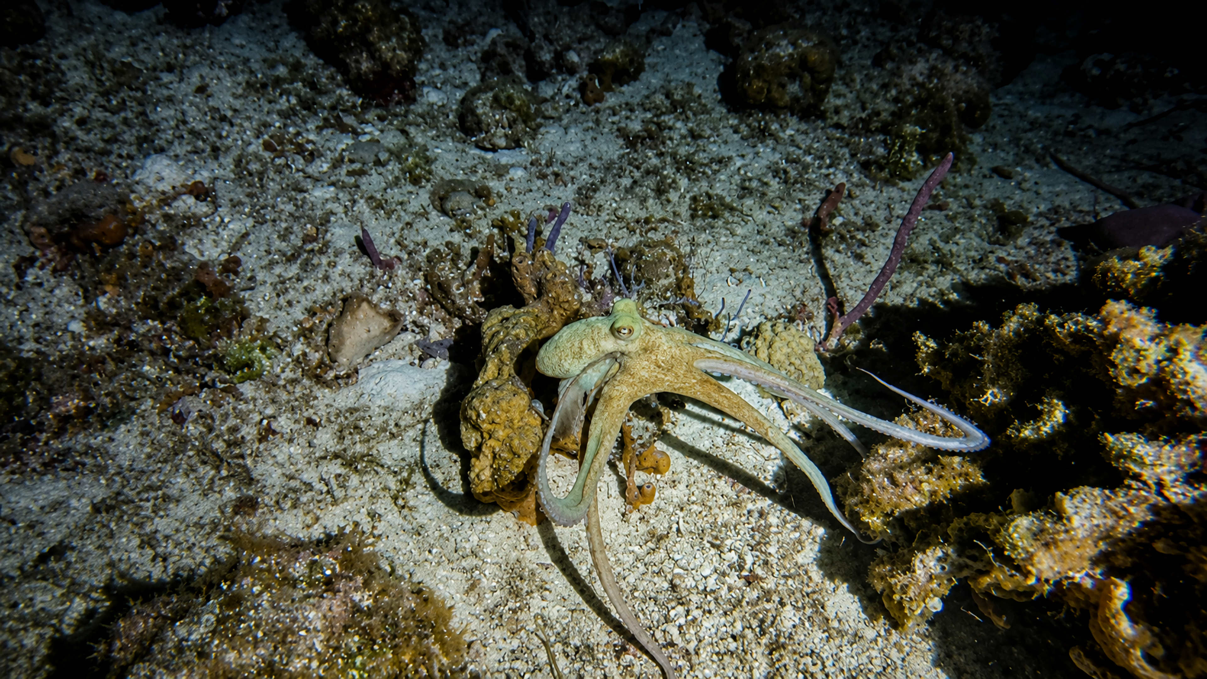 Octopus crossing sandy reef at night