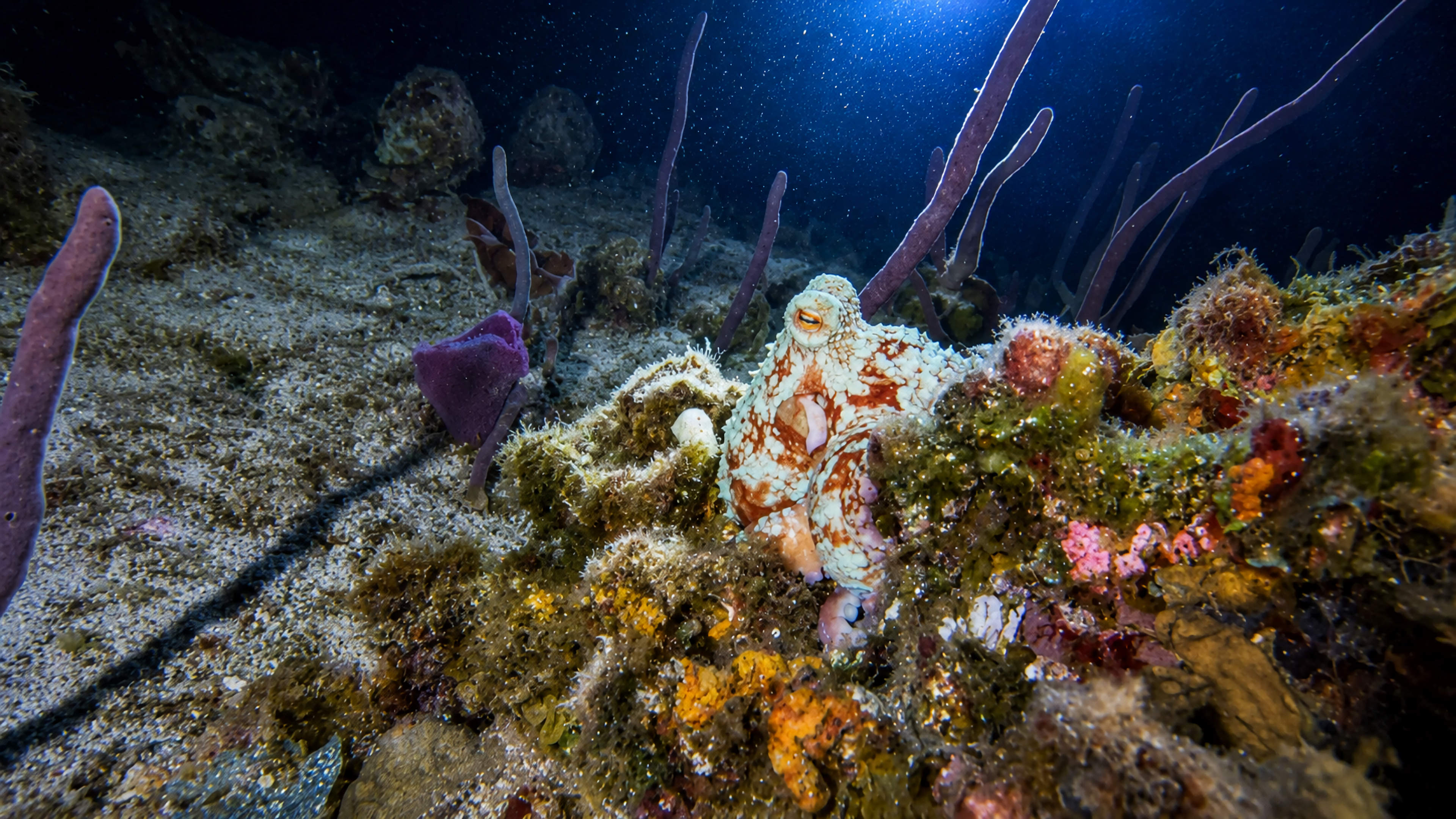 Octopus hidden among reef growth under blue light