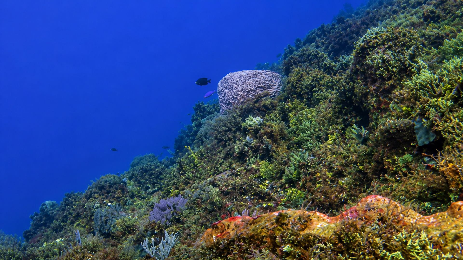 Barracuda Reef in Cozumel