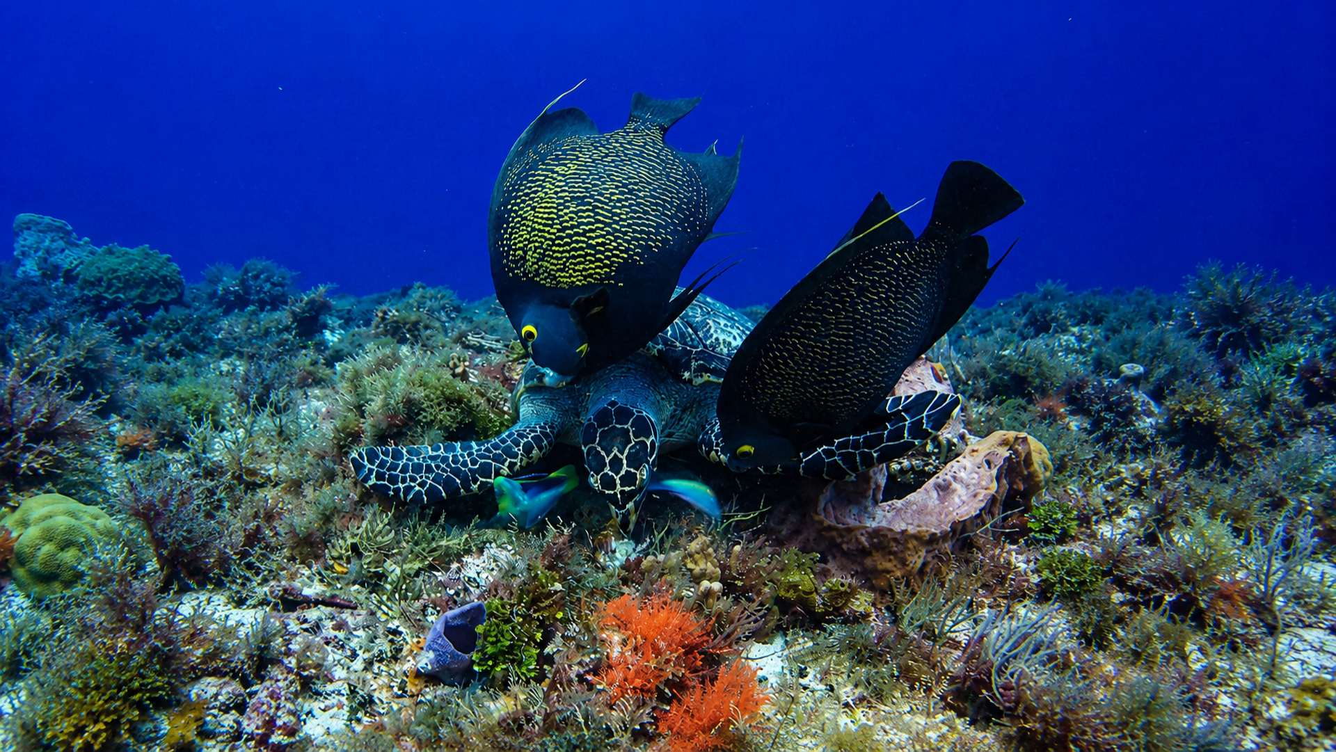 Sea turtle feeding on the reef