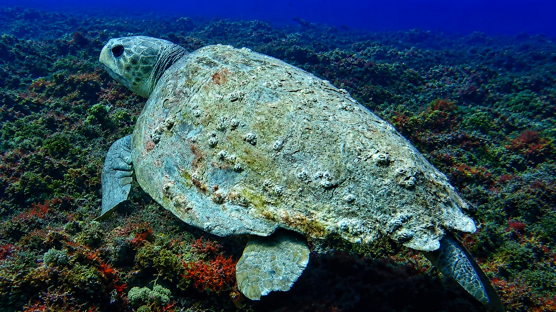 Sea turtle on Reef