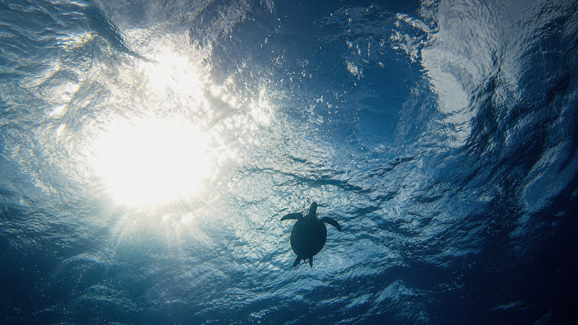 Sea turtle surfacing for air
