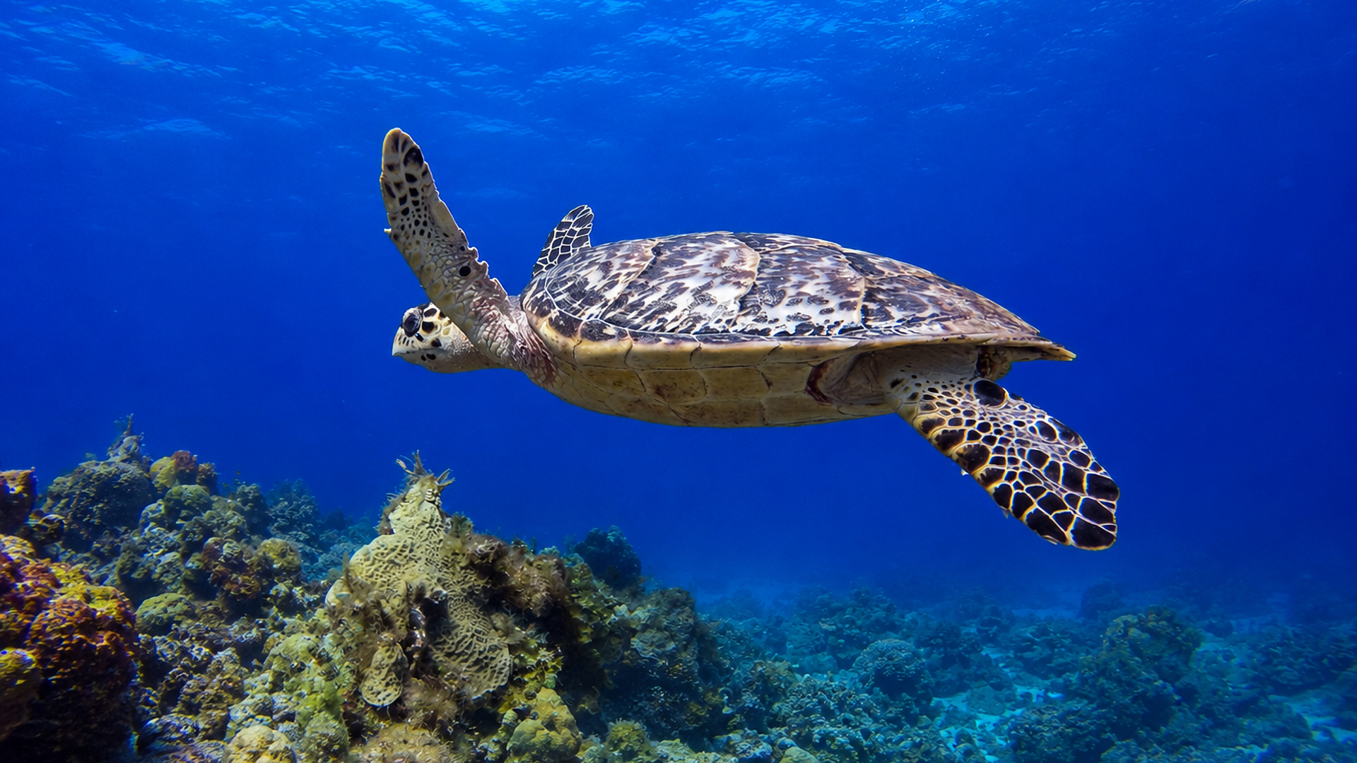 Sea turtle swimming through blue water