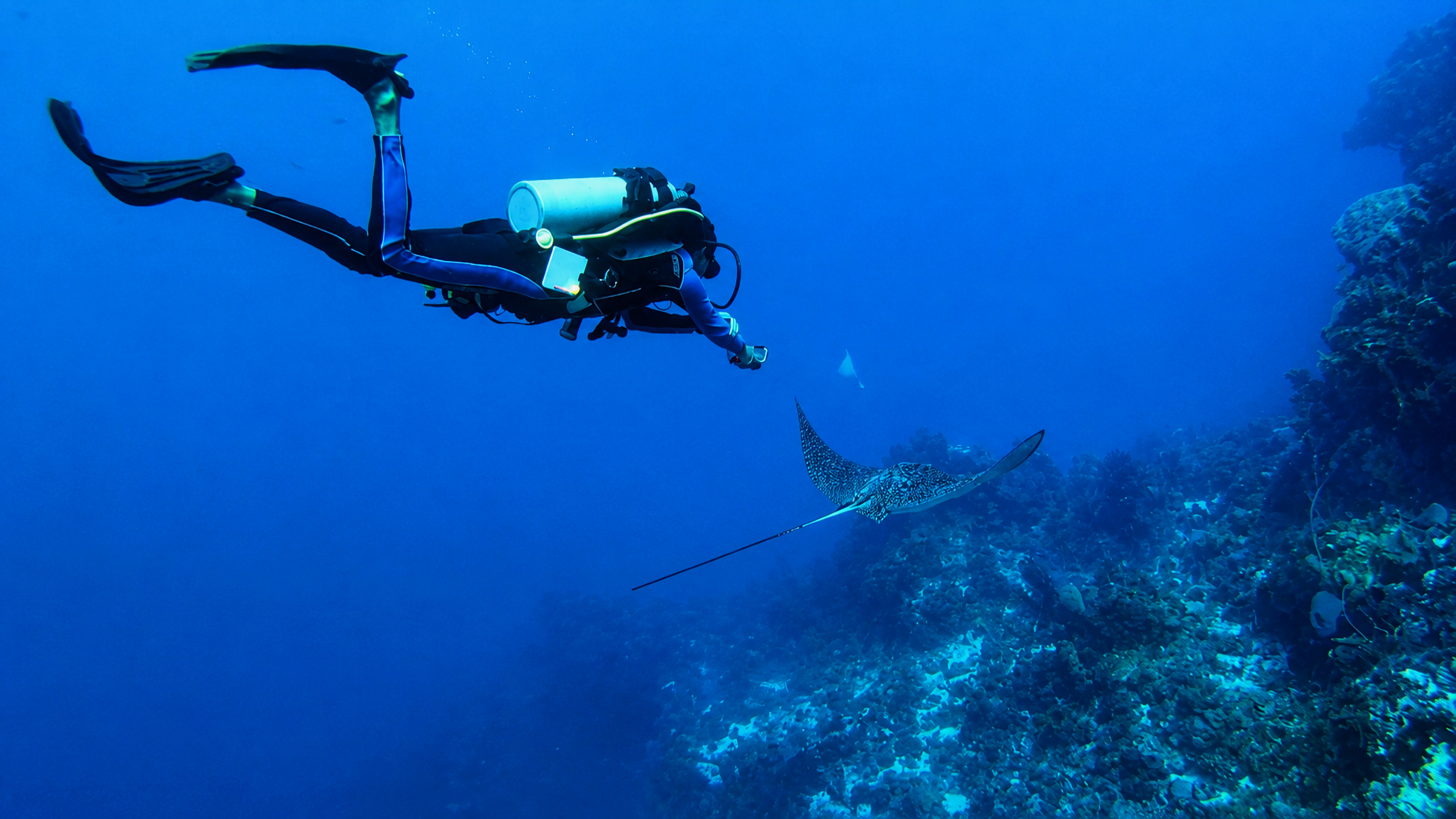 A scuba diver watching a spotted eagle ray glide above the coral reef