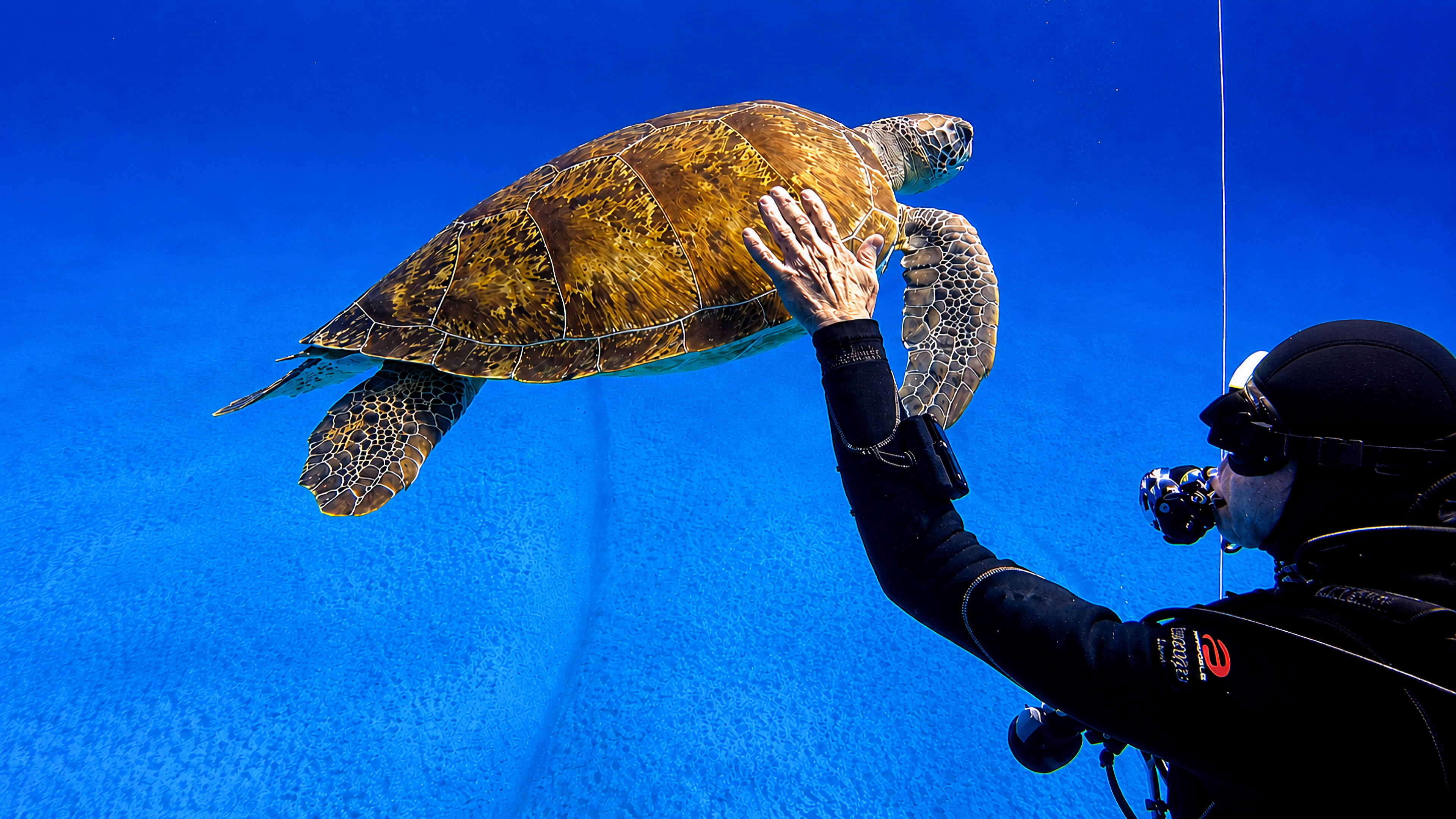 A scuba diver reaching toward a sea turtle near the surface
