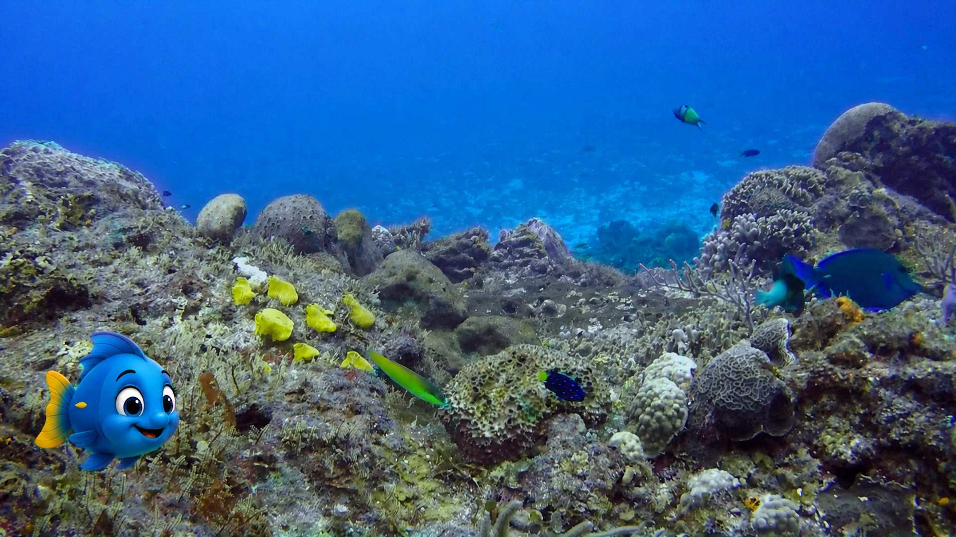 Blu exploring another beautiful part of his coral reef home
