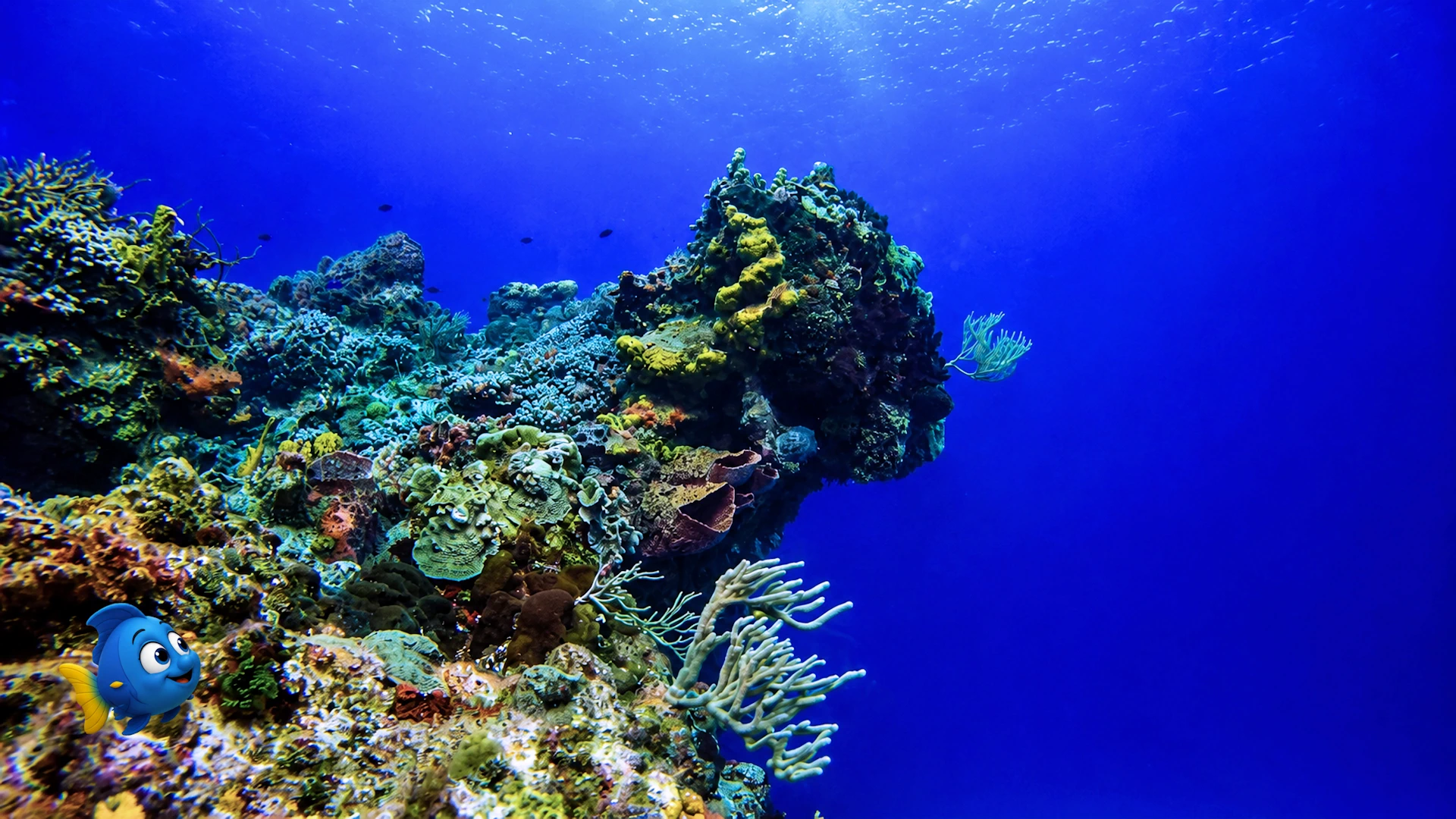 Blu exploring a quiet corner of the reef where a tiny mystery awaits
