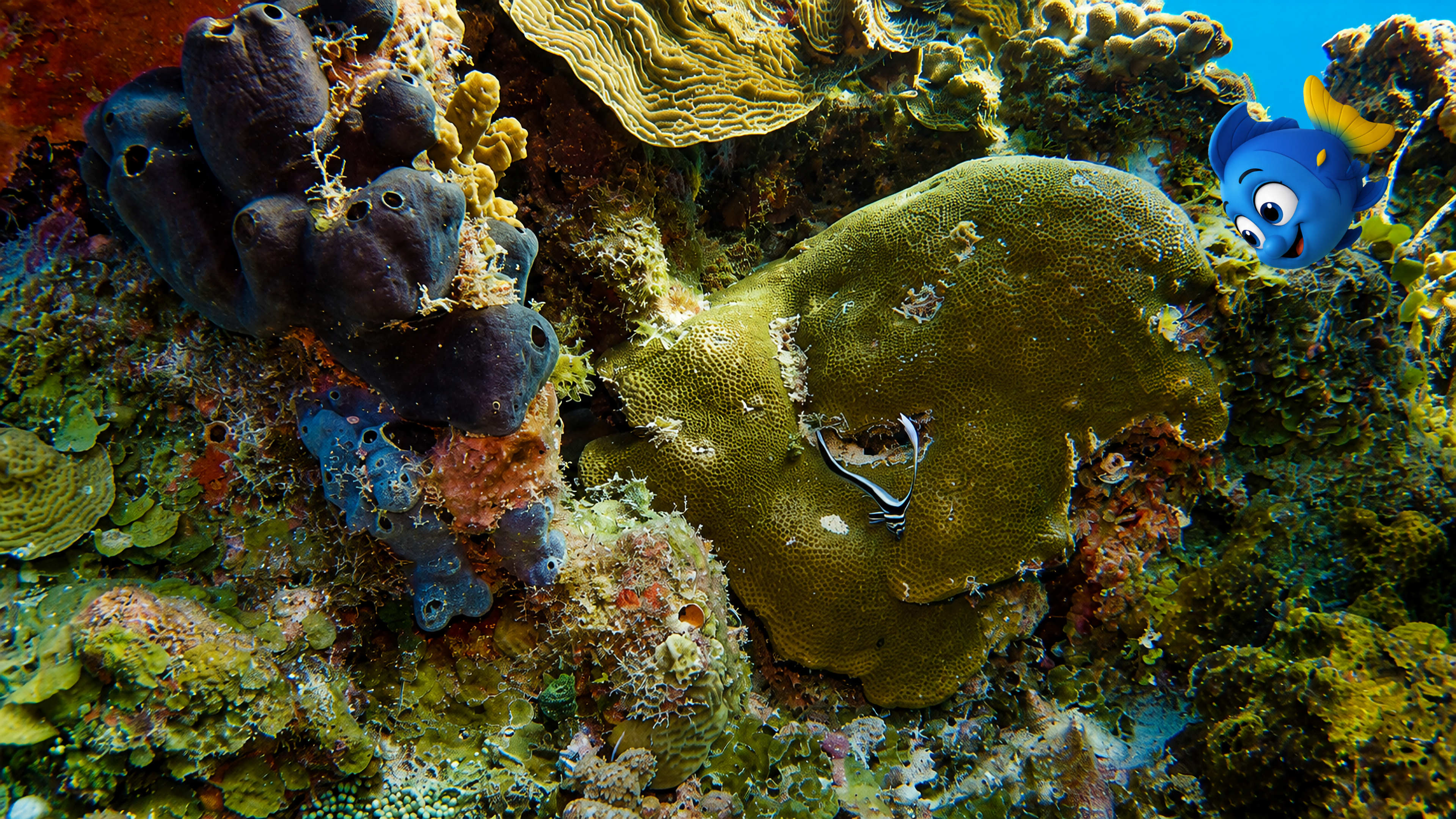 Blu in the upper right looking down toward a juvenile spotted drum beside a large coral