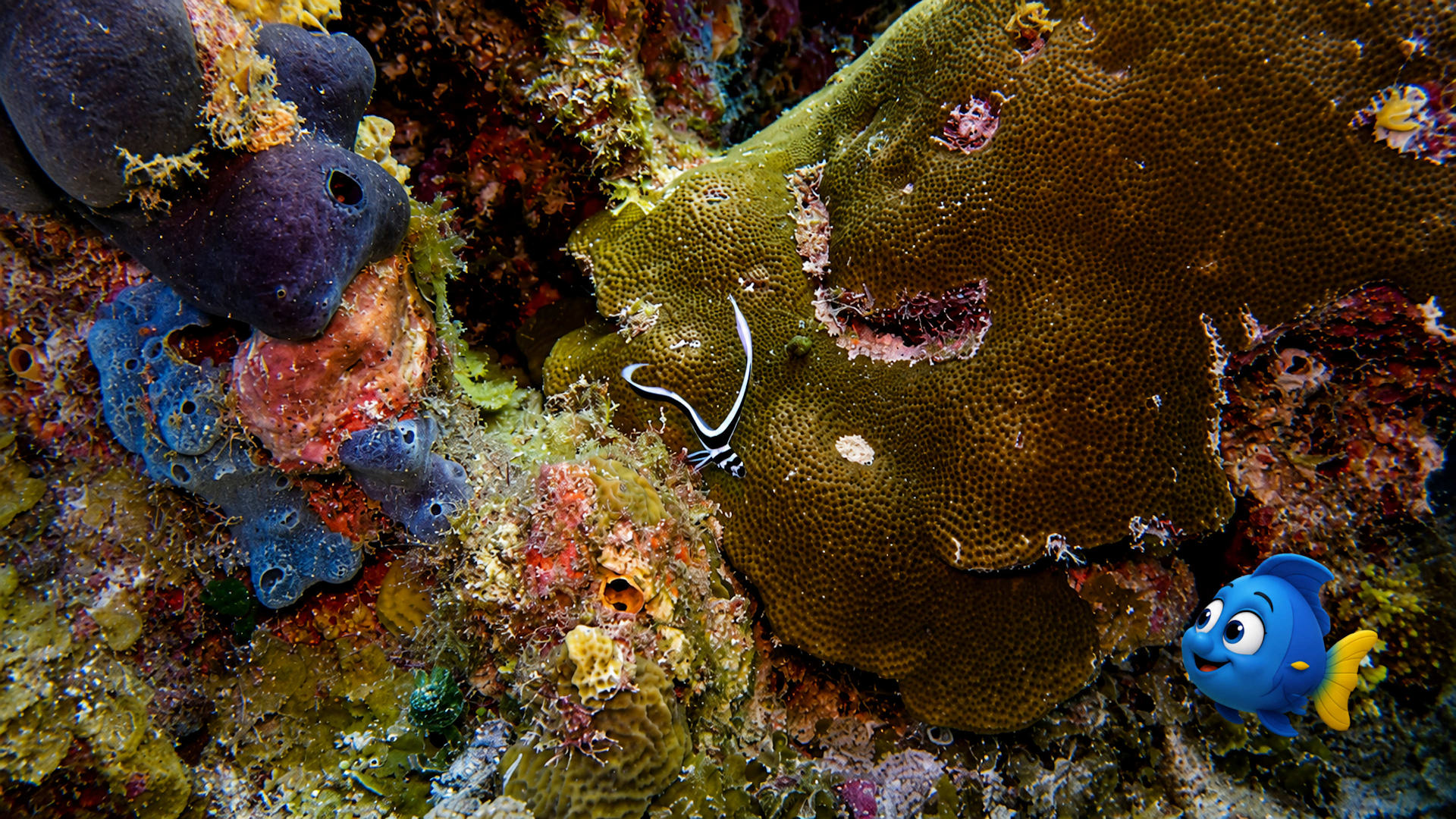 Blu in the lower right admiring a juvenile spotted drum resting beside coral and dark sponges