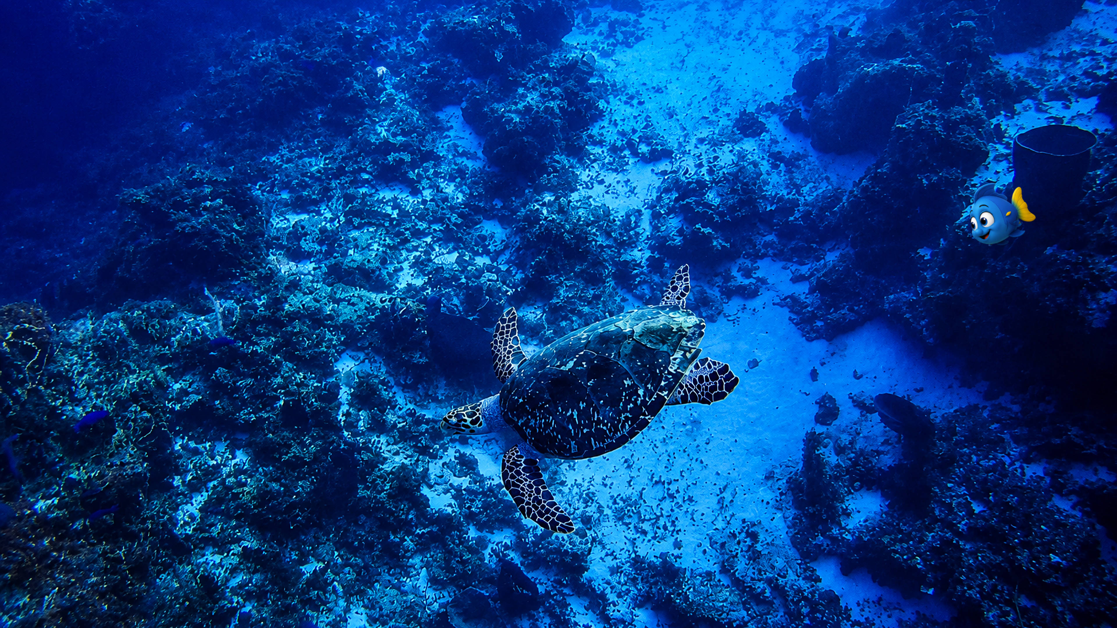 Blu and a sea turtle seen above the coral reef and sandy pathways