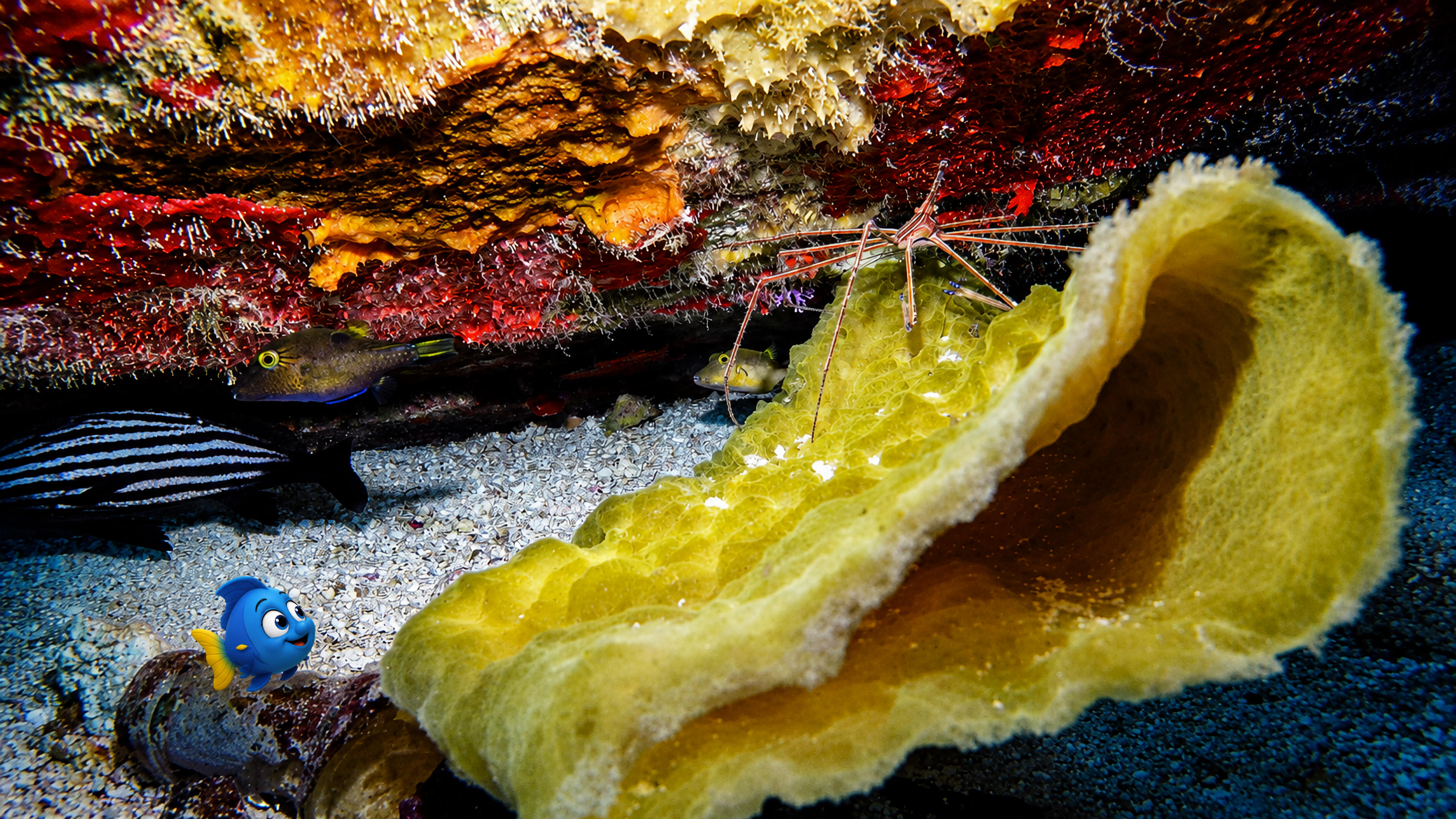 Blu peering beneath a rocky ledge toward an arrow crab, small fish, and a yellow sponge