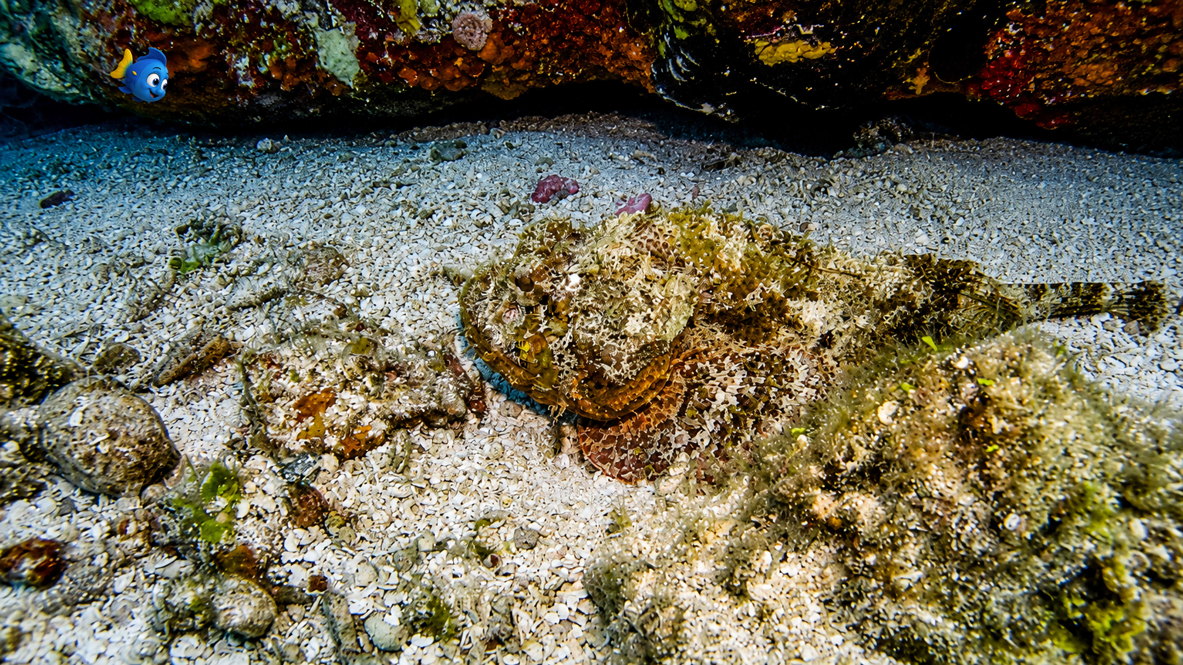 Blu looking down toward a scorpionfish camouflaged against the sandy reef floor