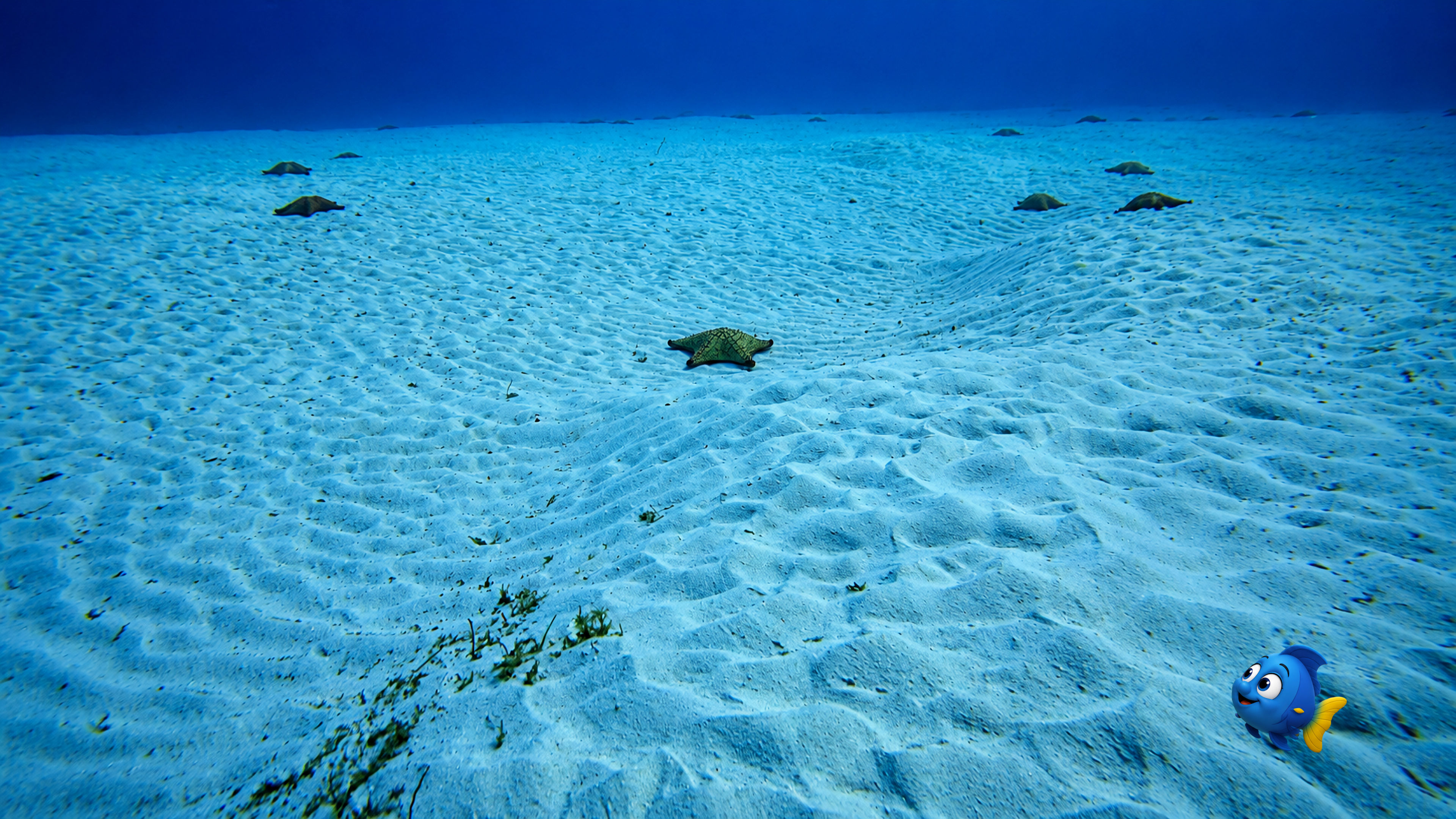 Blu swimming gently across a wide sandy seafloor scattered with many sea stars