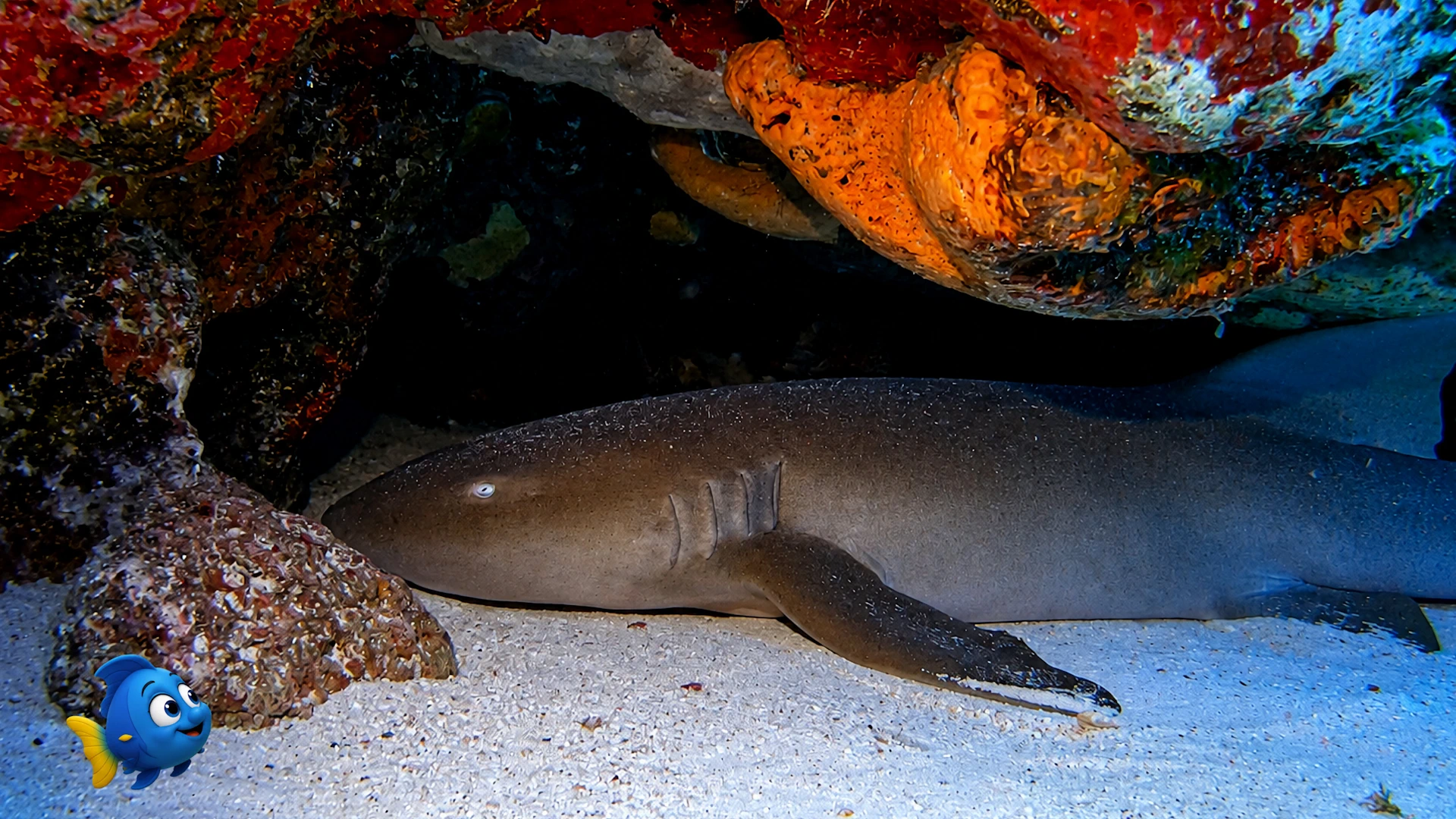 Blu watching from a respectful distance as a Nurse Shark settles onto the sand beneath the reef