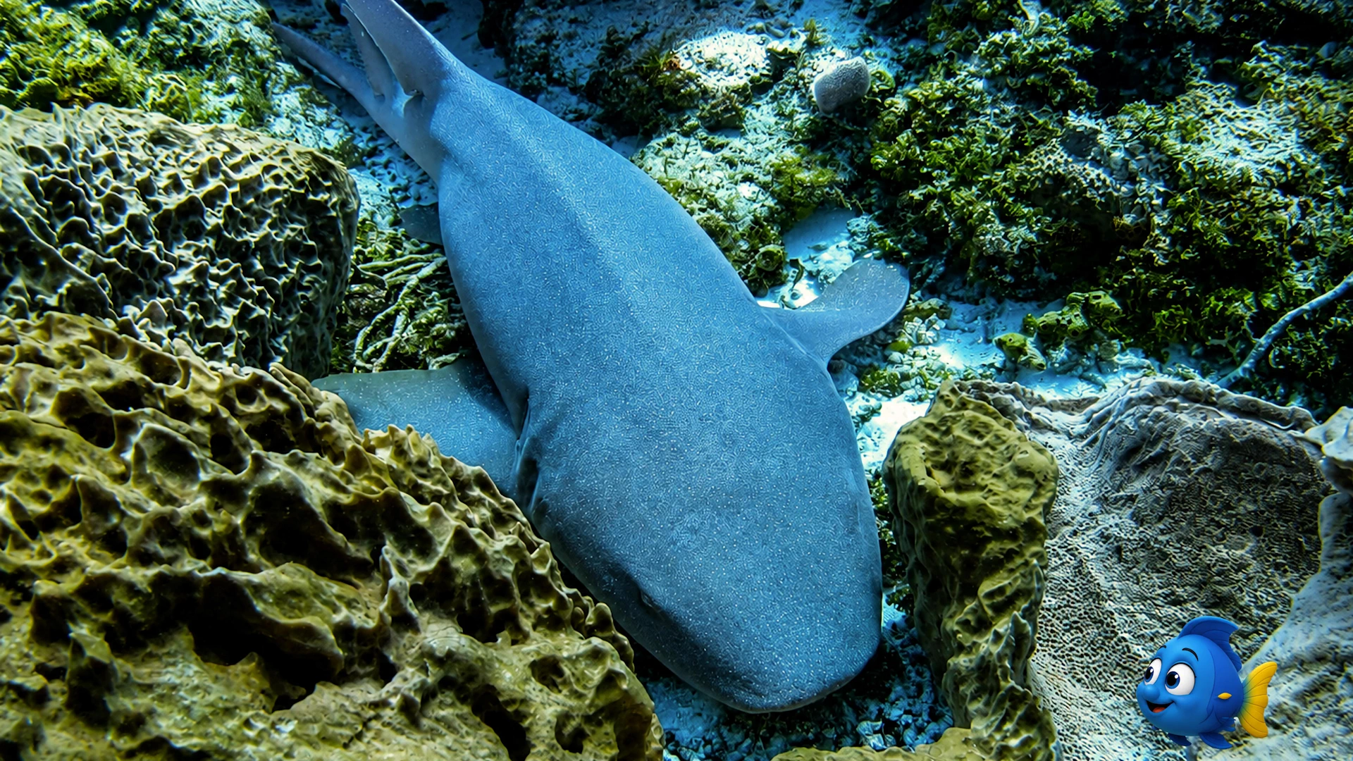 A Nurse Shark resting peacefully beneath a colourful coral ledge on the reef