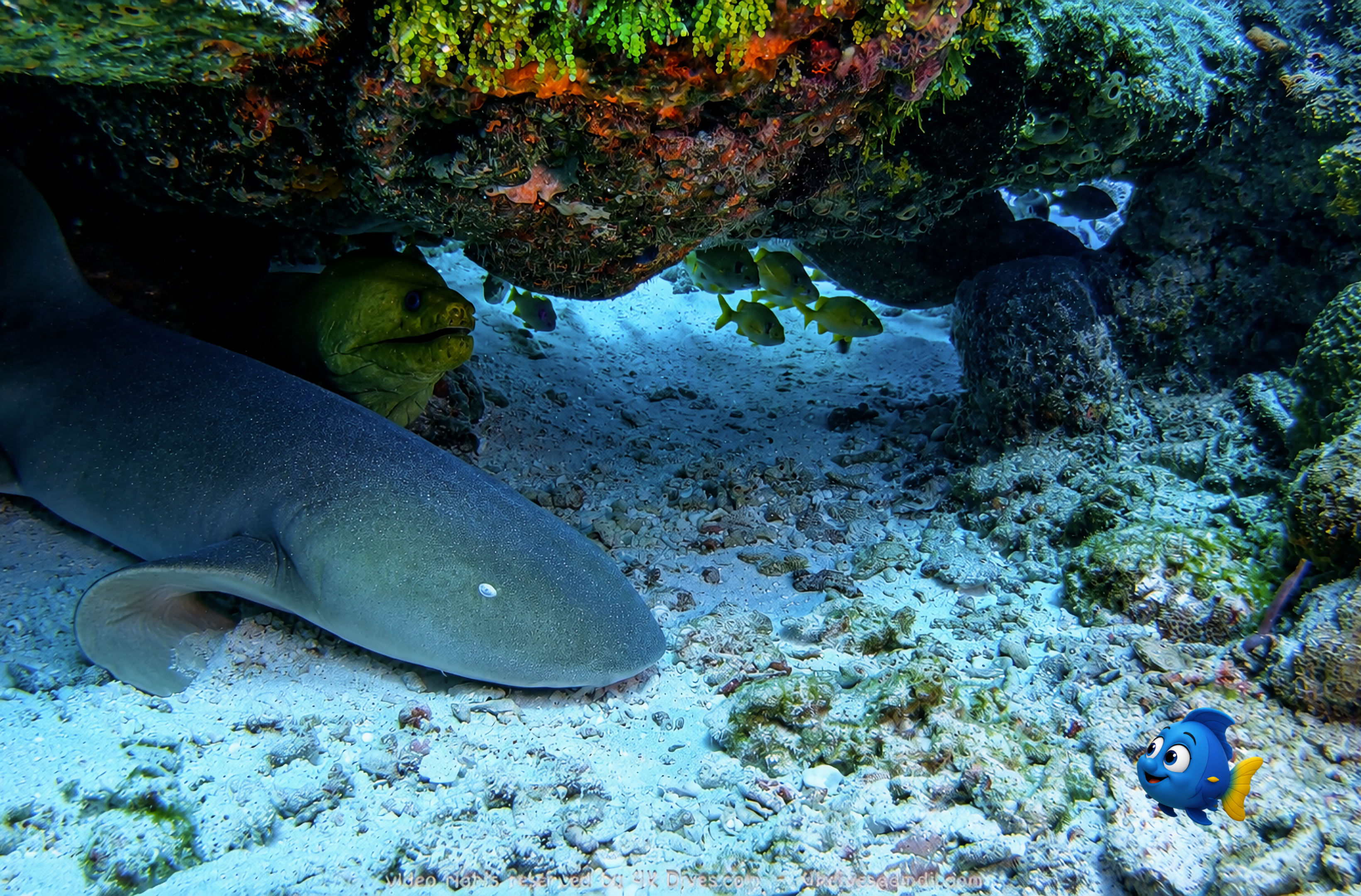Blu discovering a Green Moray Eel sharing a sheltered resting place with a Nurse Shark