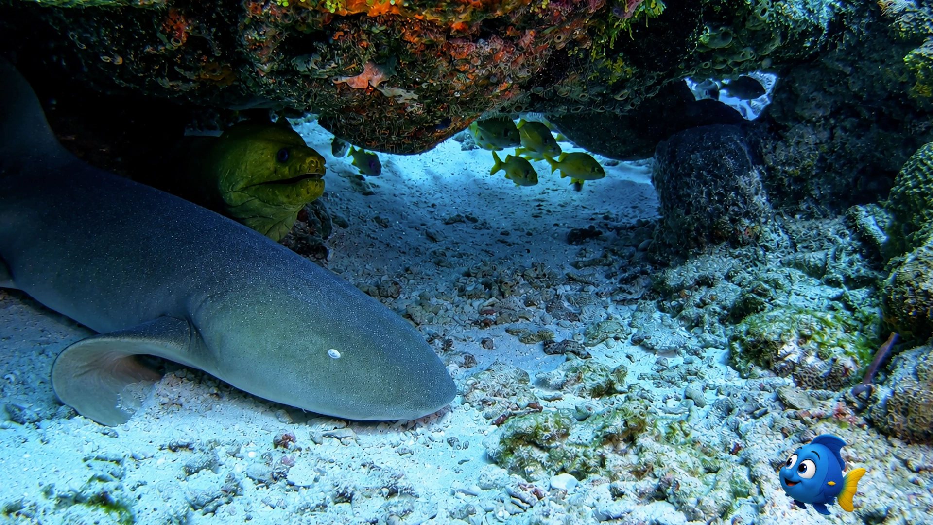 Blu discovering a Green Moray Eel sharing a sheltered resting place with a Nurse Shark