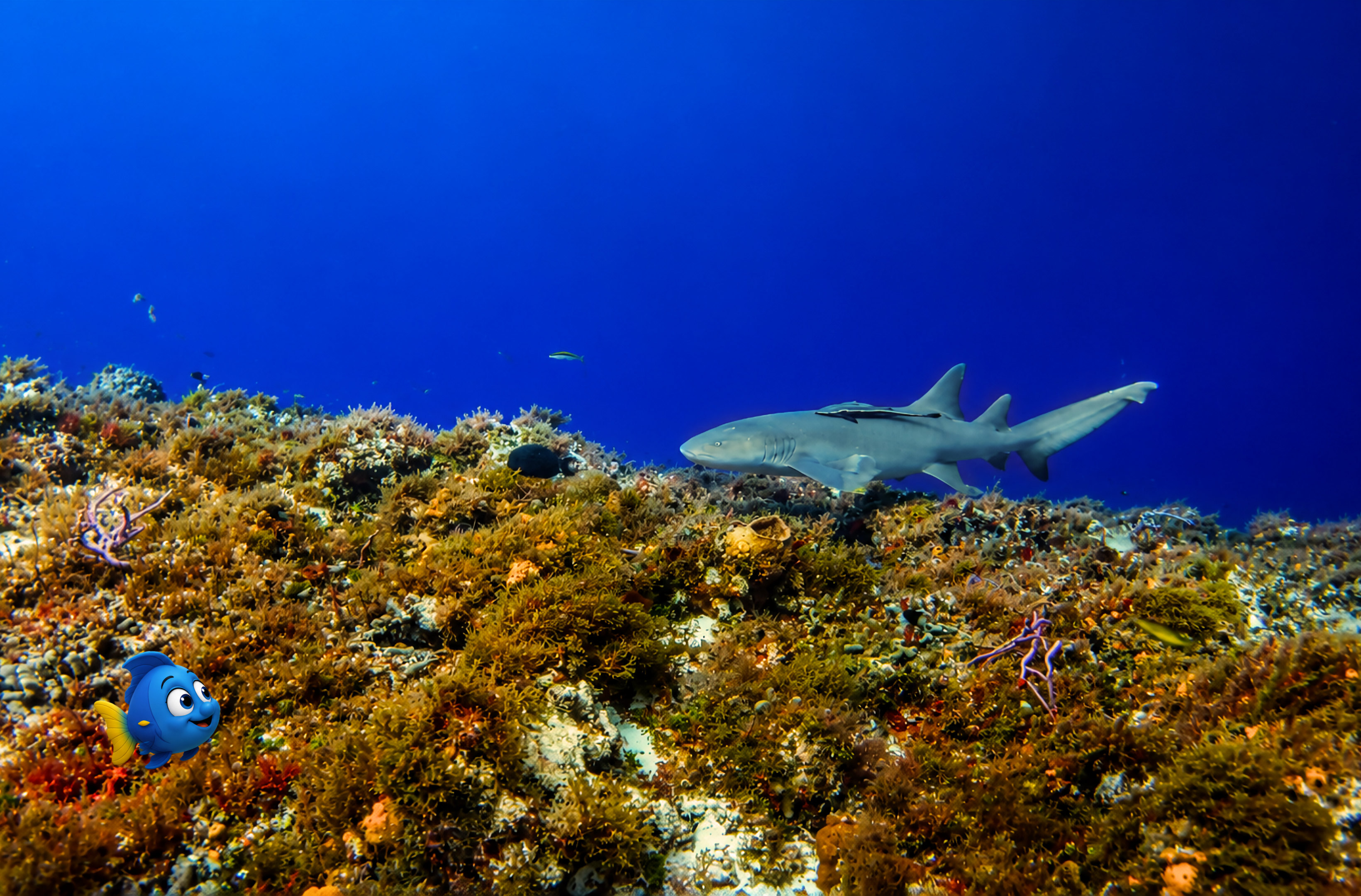 Blu watching a Nurse Shark glide slowly over a colourful coral reef