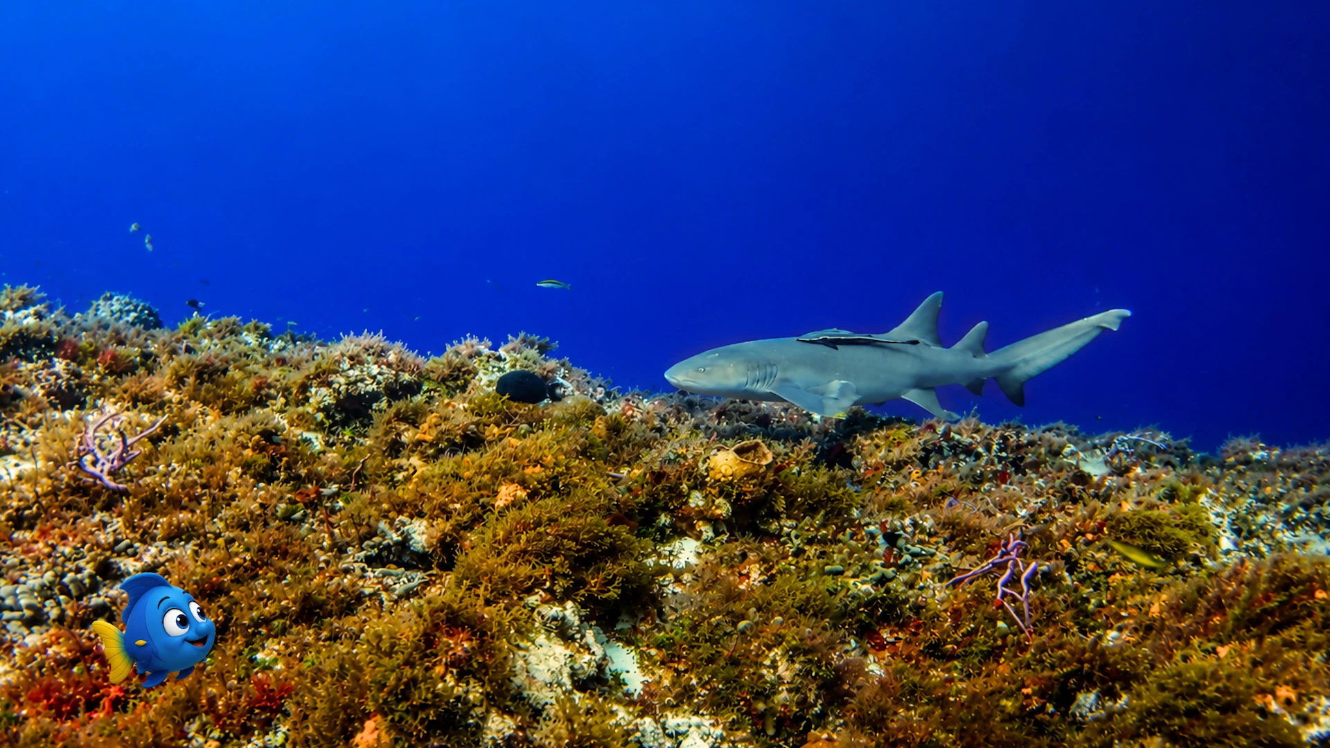 Blu watching a Nurse Shark glide slowly over a colourful coral reef