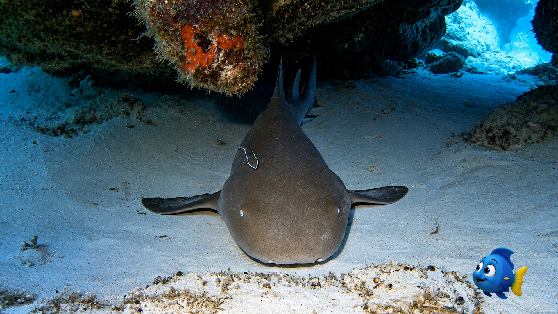 Blu looking closely at a Nurse Shark resting peacefully on the sand beneath a coral ledge