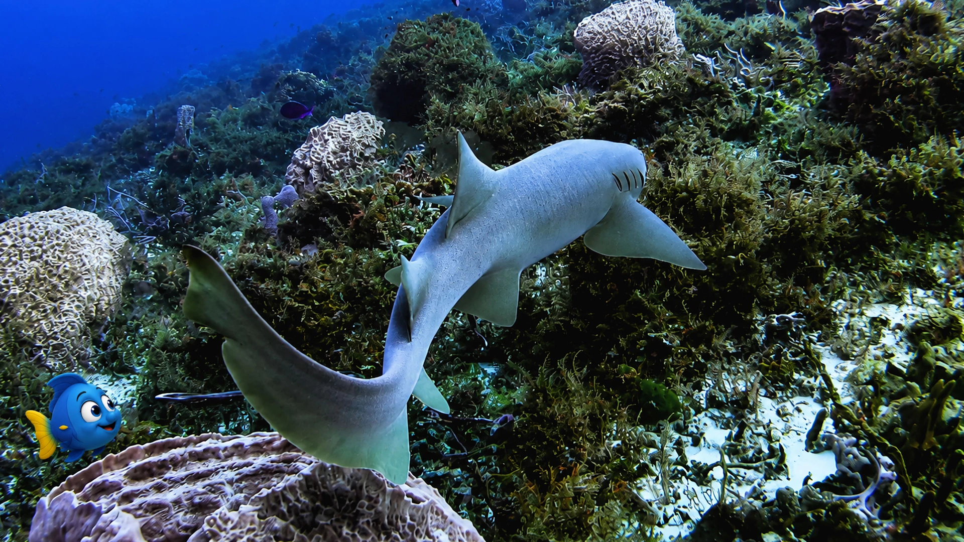 Blu discovers a Nurse Shark resting peacefully beneath the reef