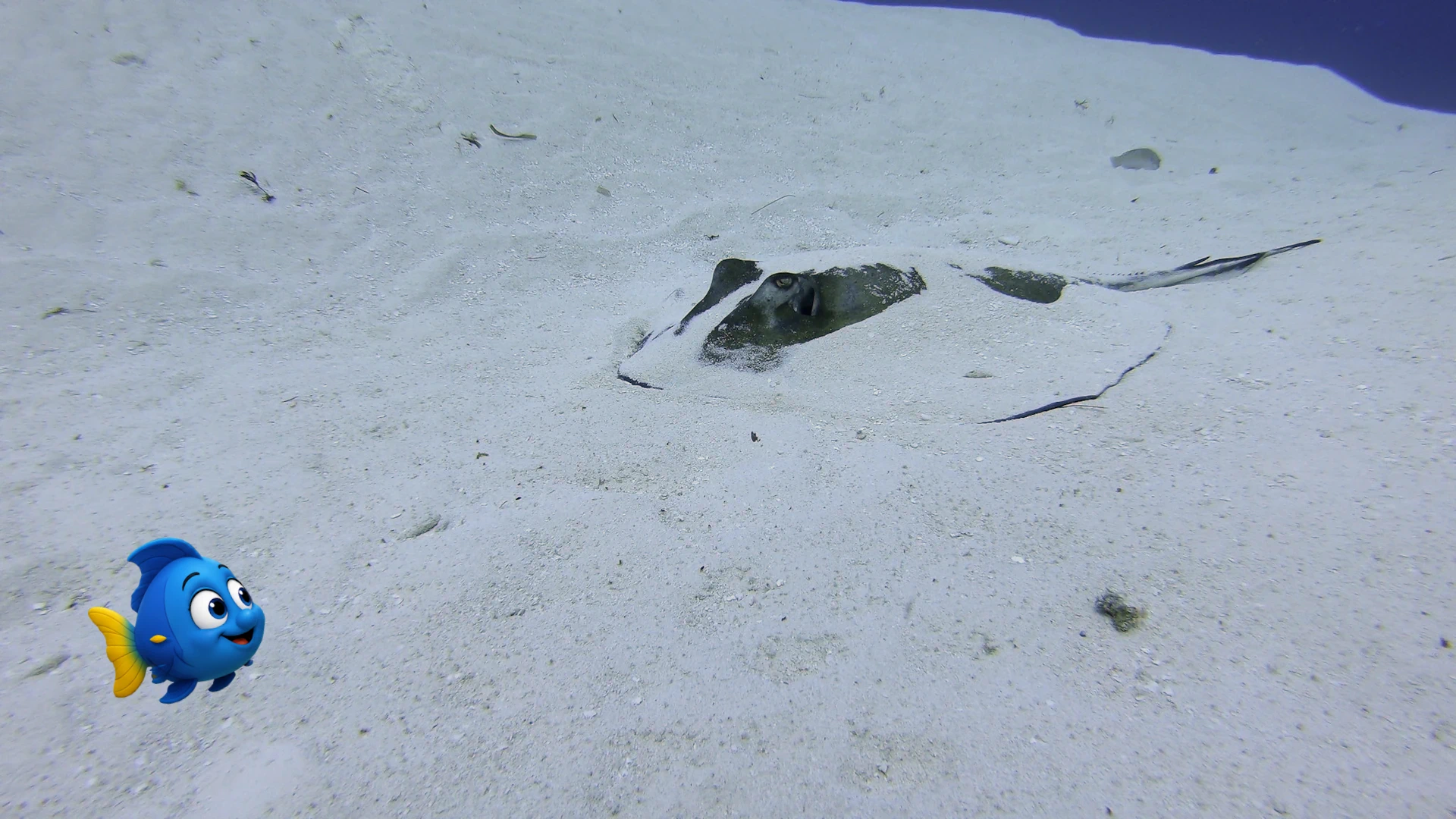 A stingray almost completely hidden beneath the sand on the seafloor