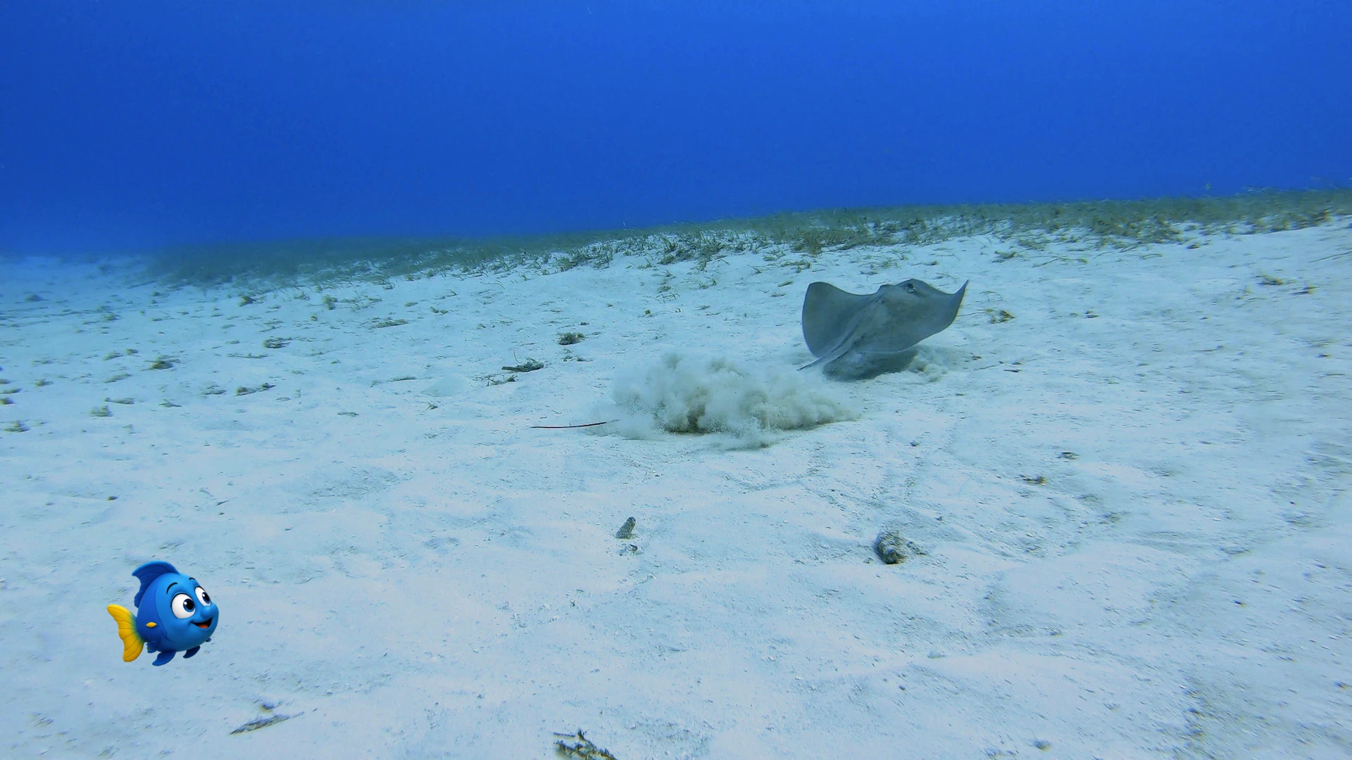 A stingray lifting from the sandy seafloor and leaving a cloud of sand behind