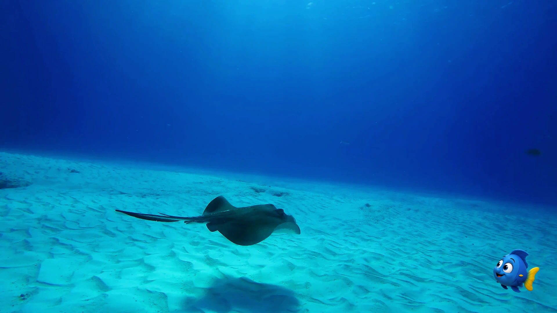 A stingray gliding above the sandy seafloor with its shadow visible below
