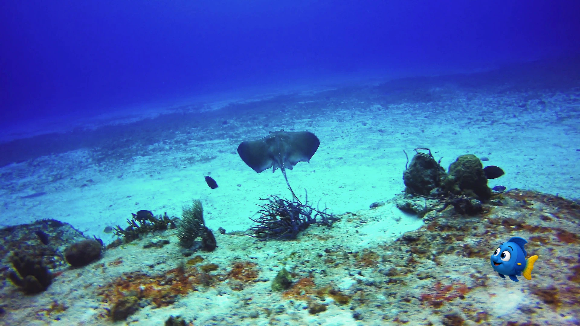 A stingray swimming away across the sandy reef toward the open blue