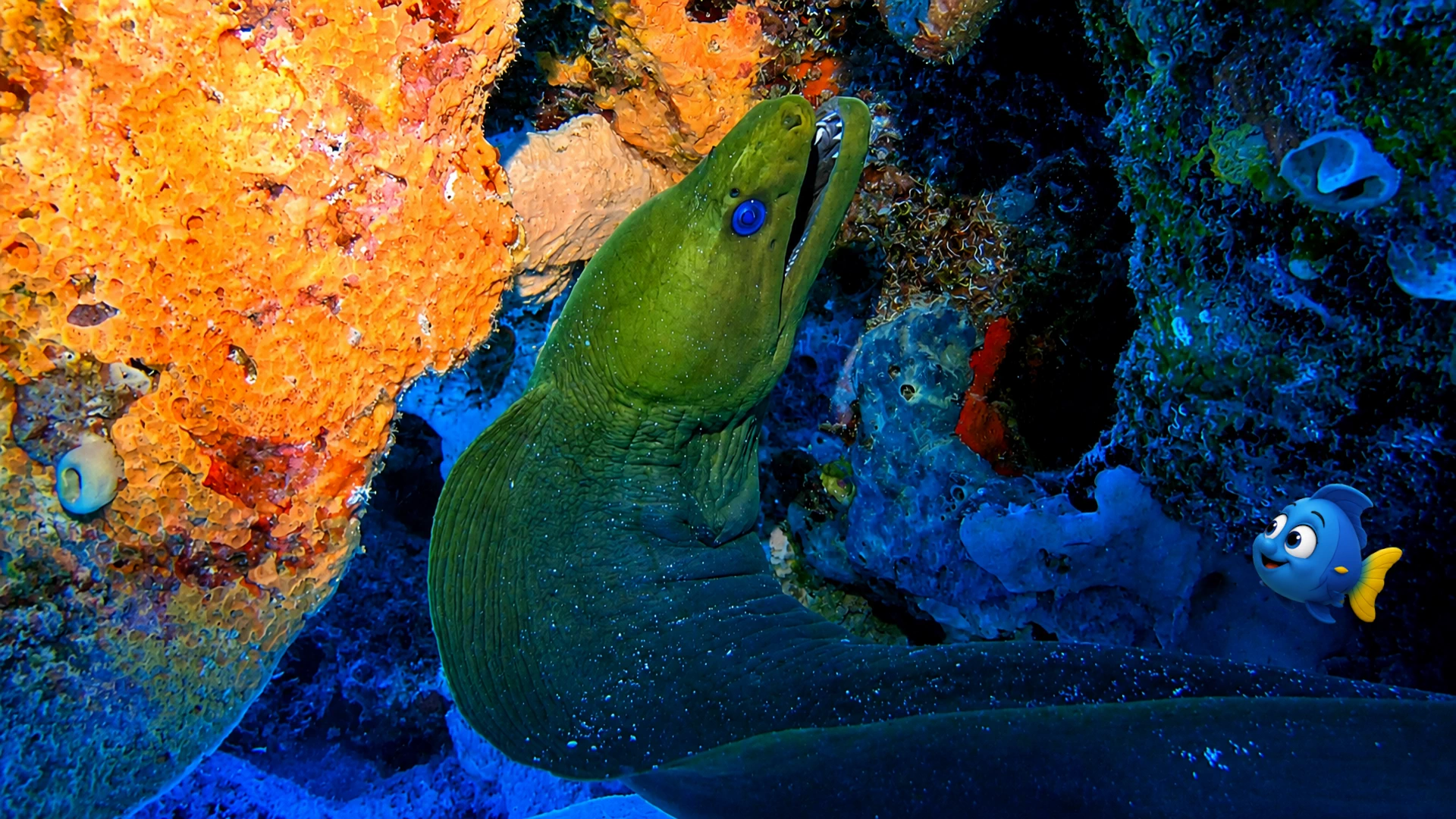 Blu Meets a Green Moray