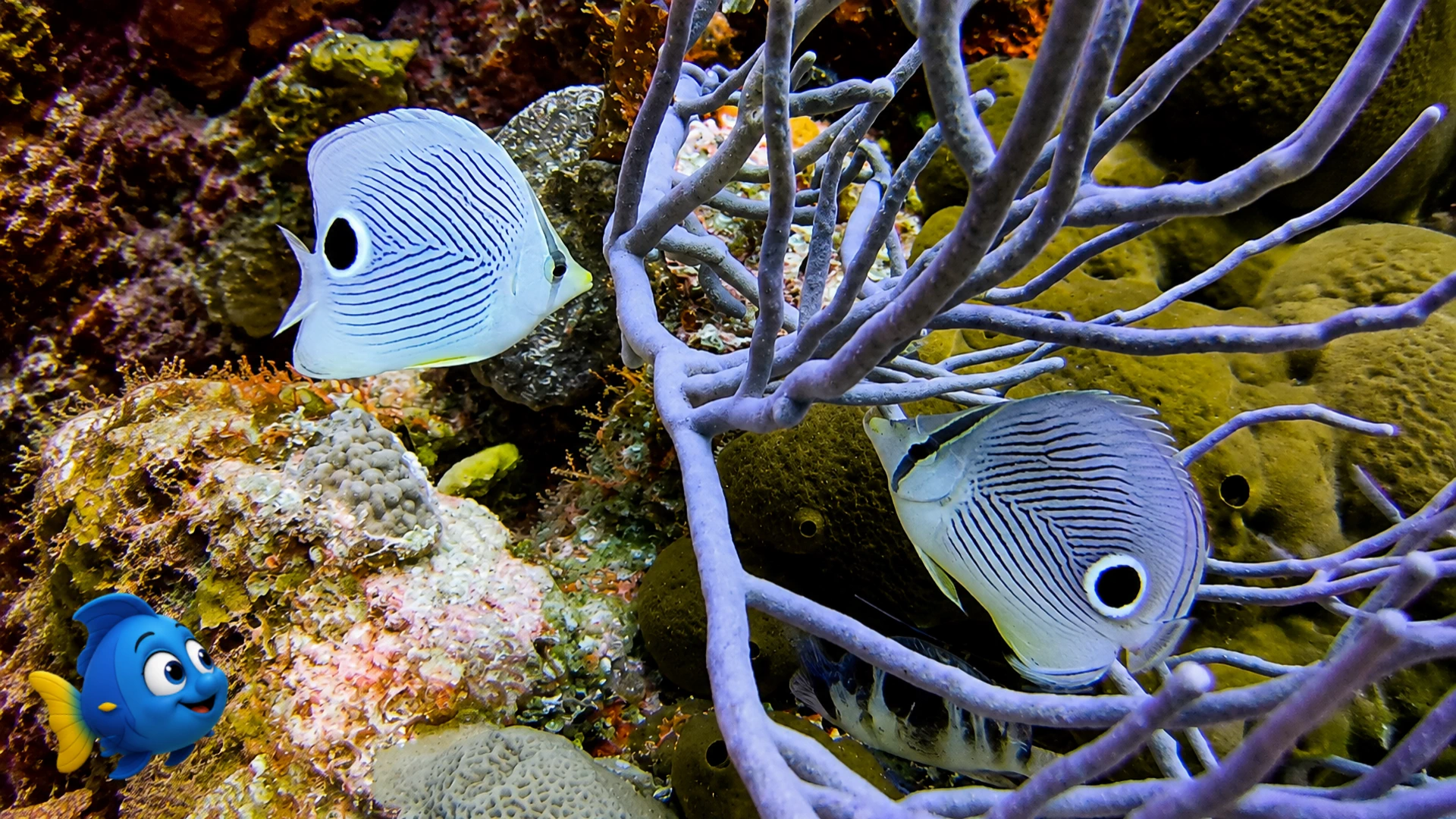 Two butterflyfish weaving among branching sea rods and reef growth while Blu watches nearby
