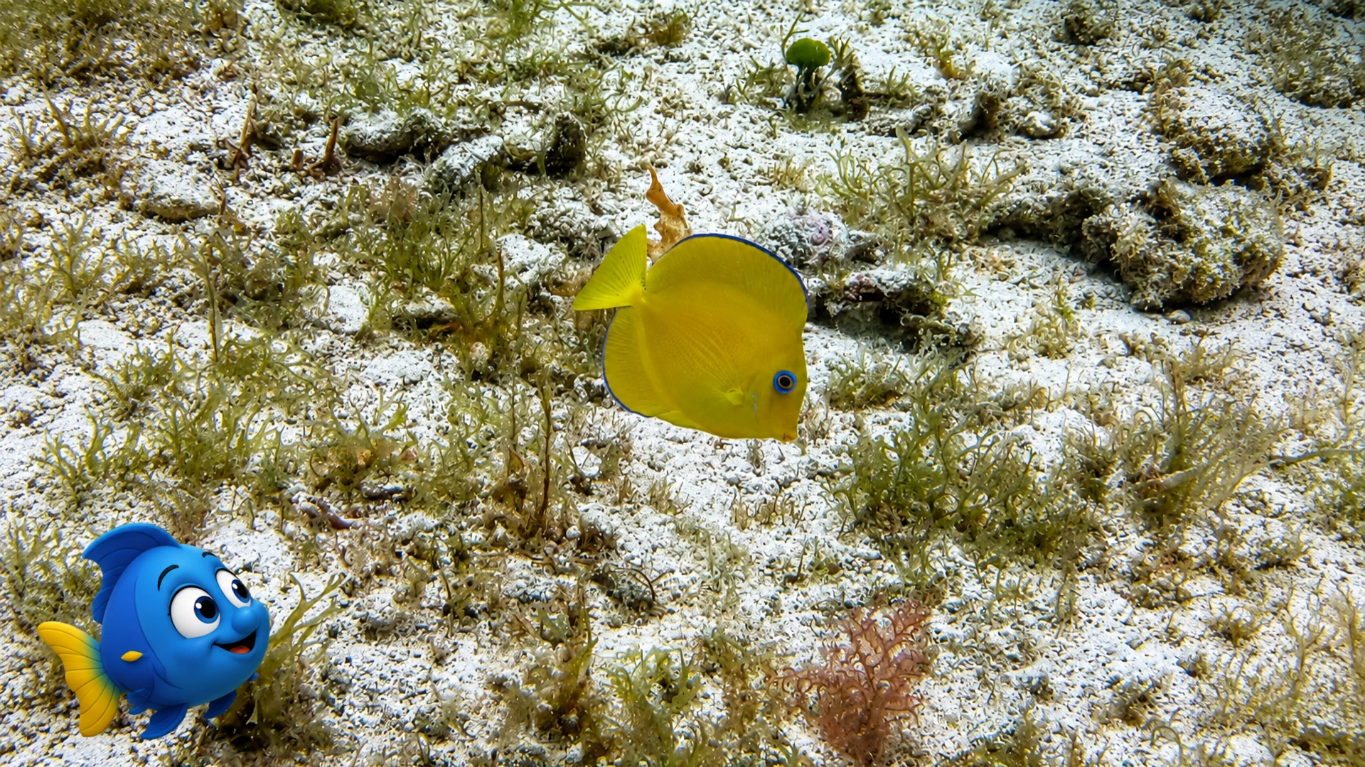 A bright yellow juvenile Blue Tang swimming over the sandy reef while Blu watches nearby