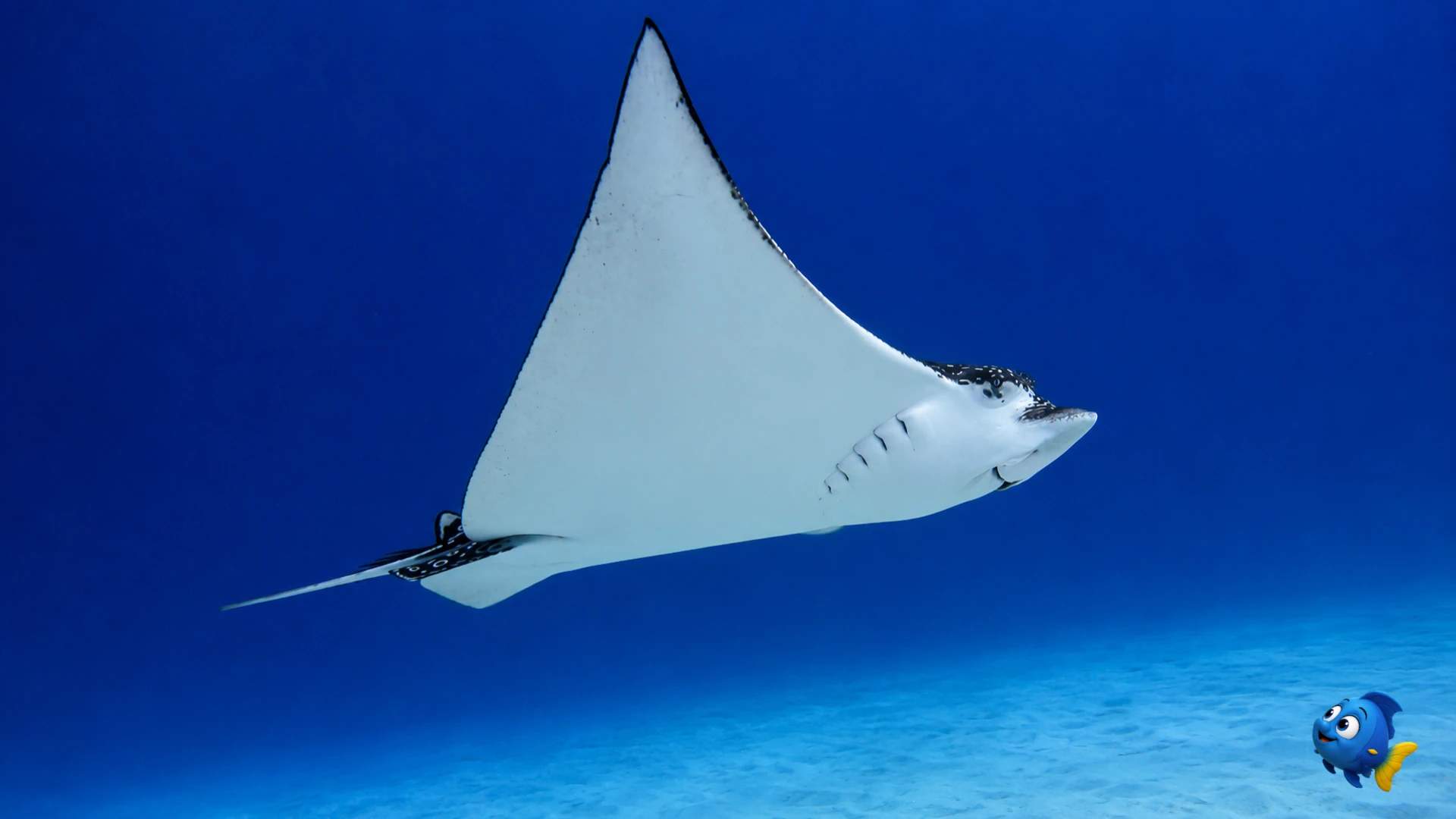 The pale underside of a spotted eagle ray gliding through blue water while Blu watches nearby