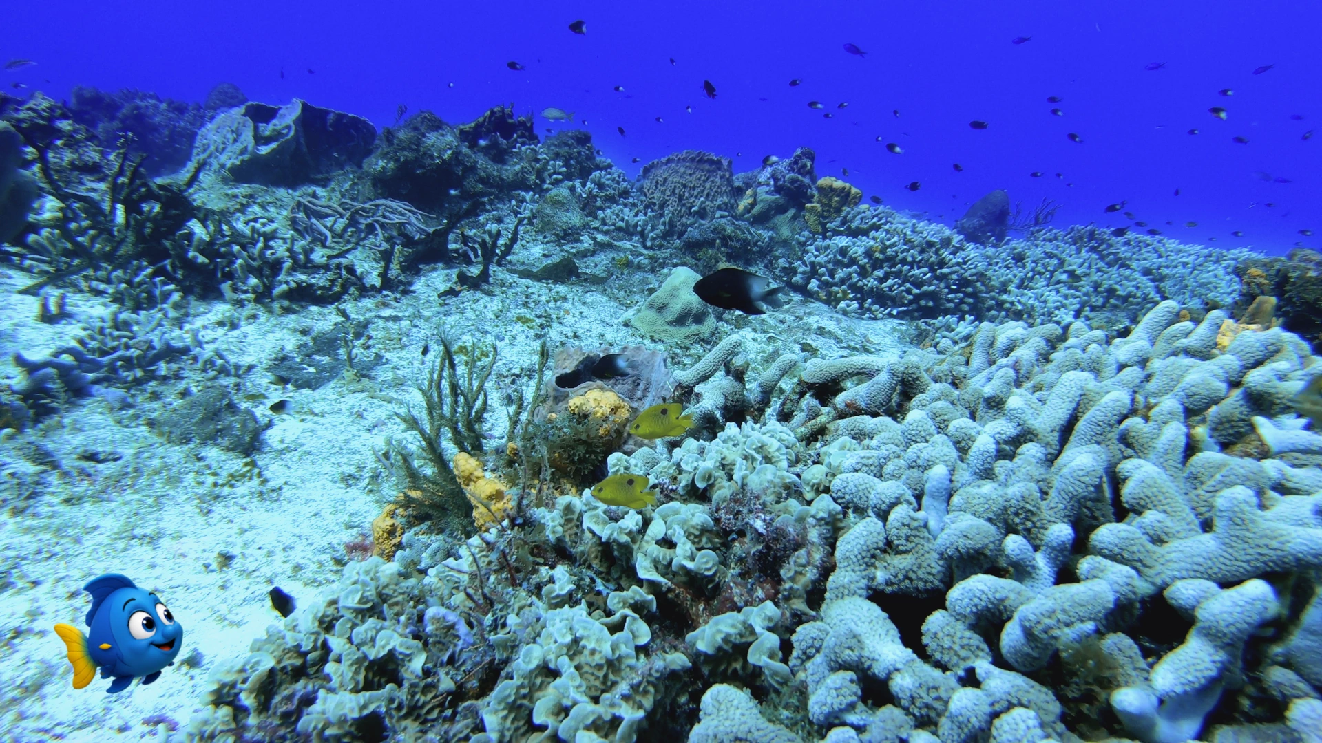 Blu looking across a colorful coral reef filled with fish as he begins his fifteenth adventure