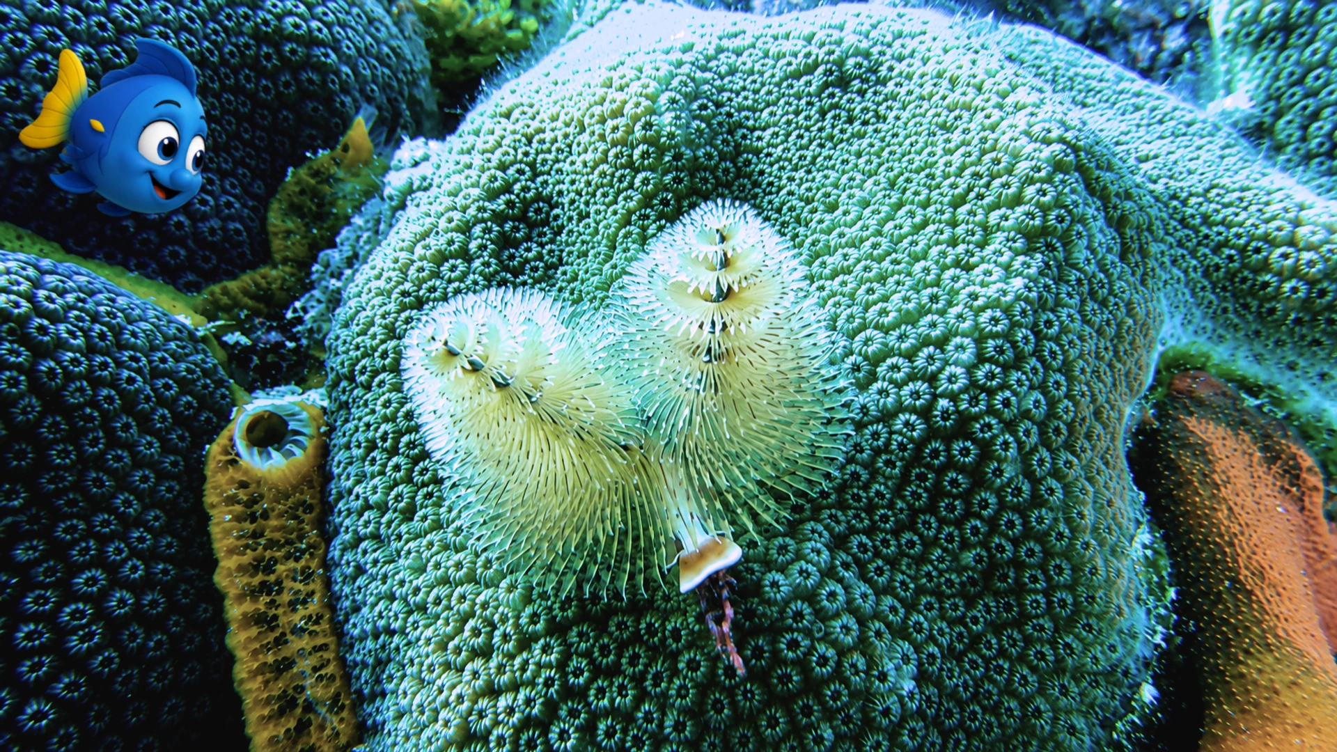 Blu looking closely at two delicate Christmas tree worms growing from a coral head