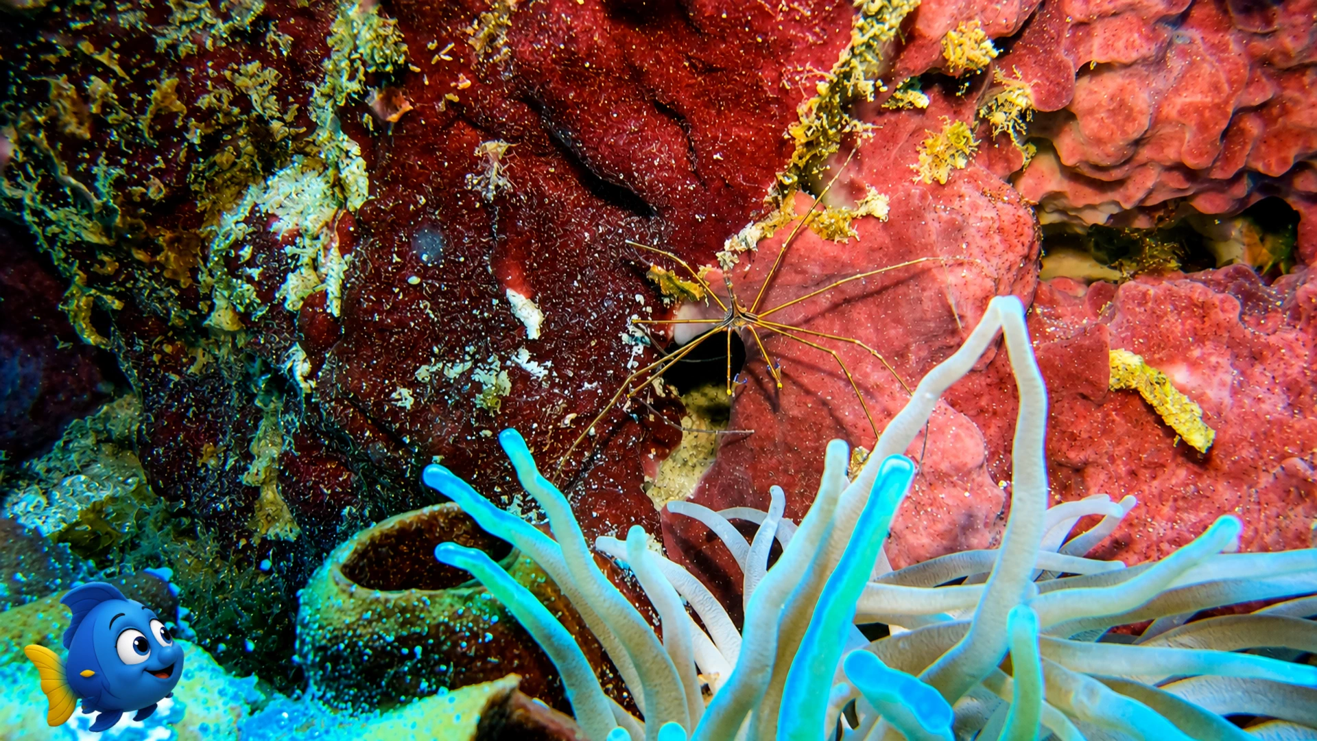 Blu carefully observing a delicate arrow crab beside an anemone and colorful sponges