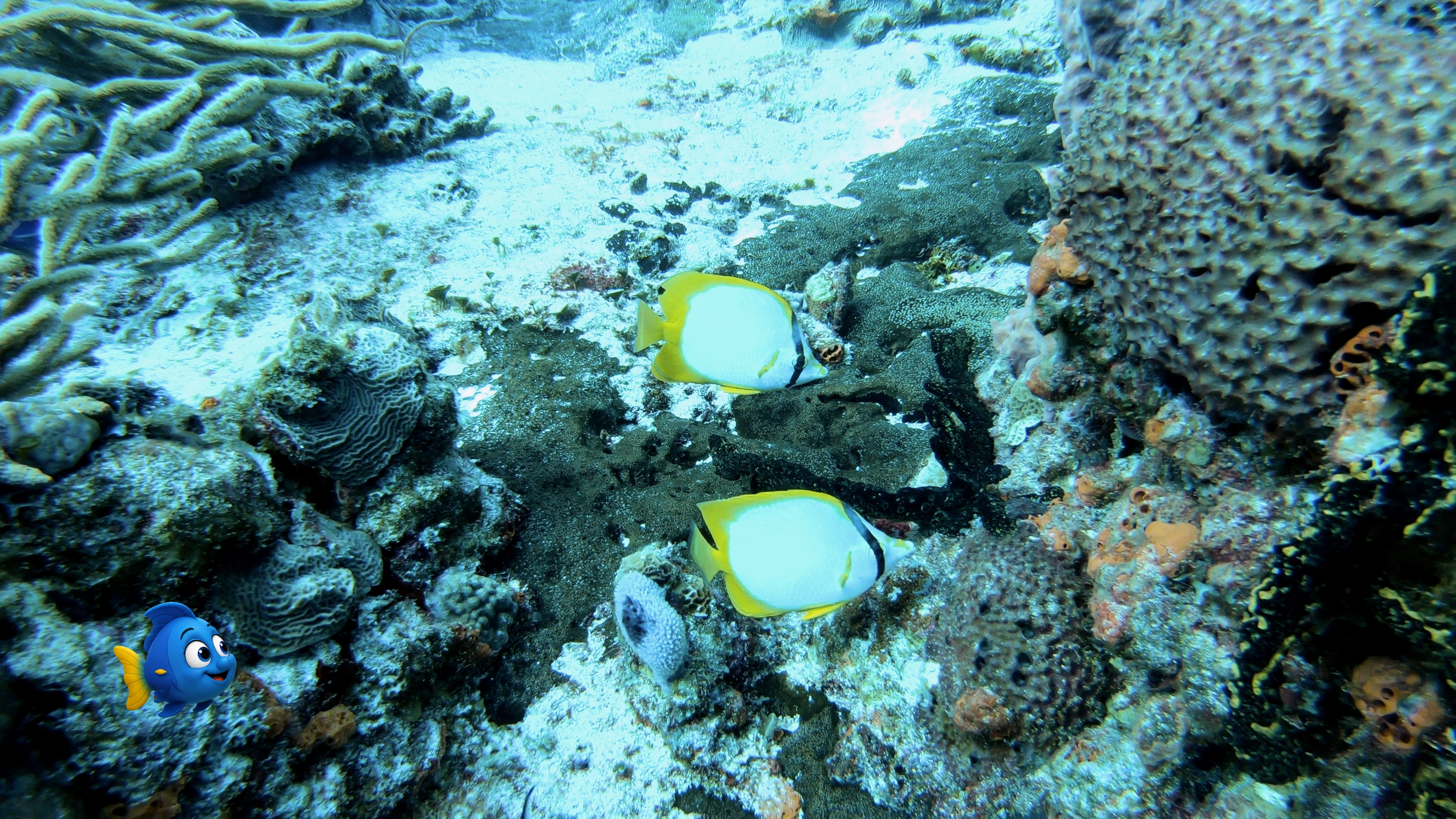 Blu watches a pair of reef butterflyfish while giving them plenty of space