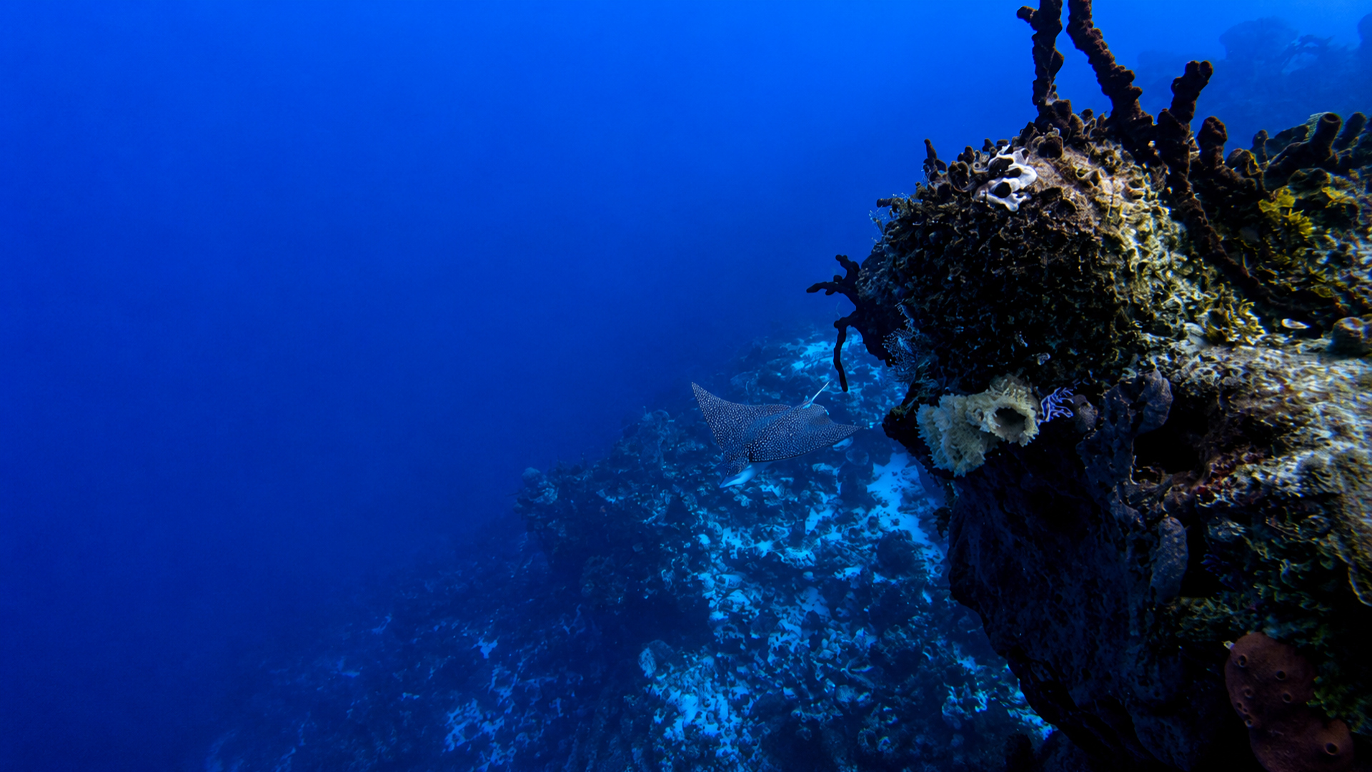 An eagle ray drawing closer to the Cantarell wall