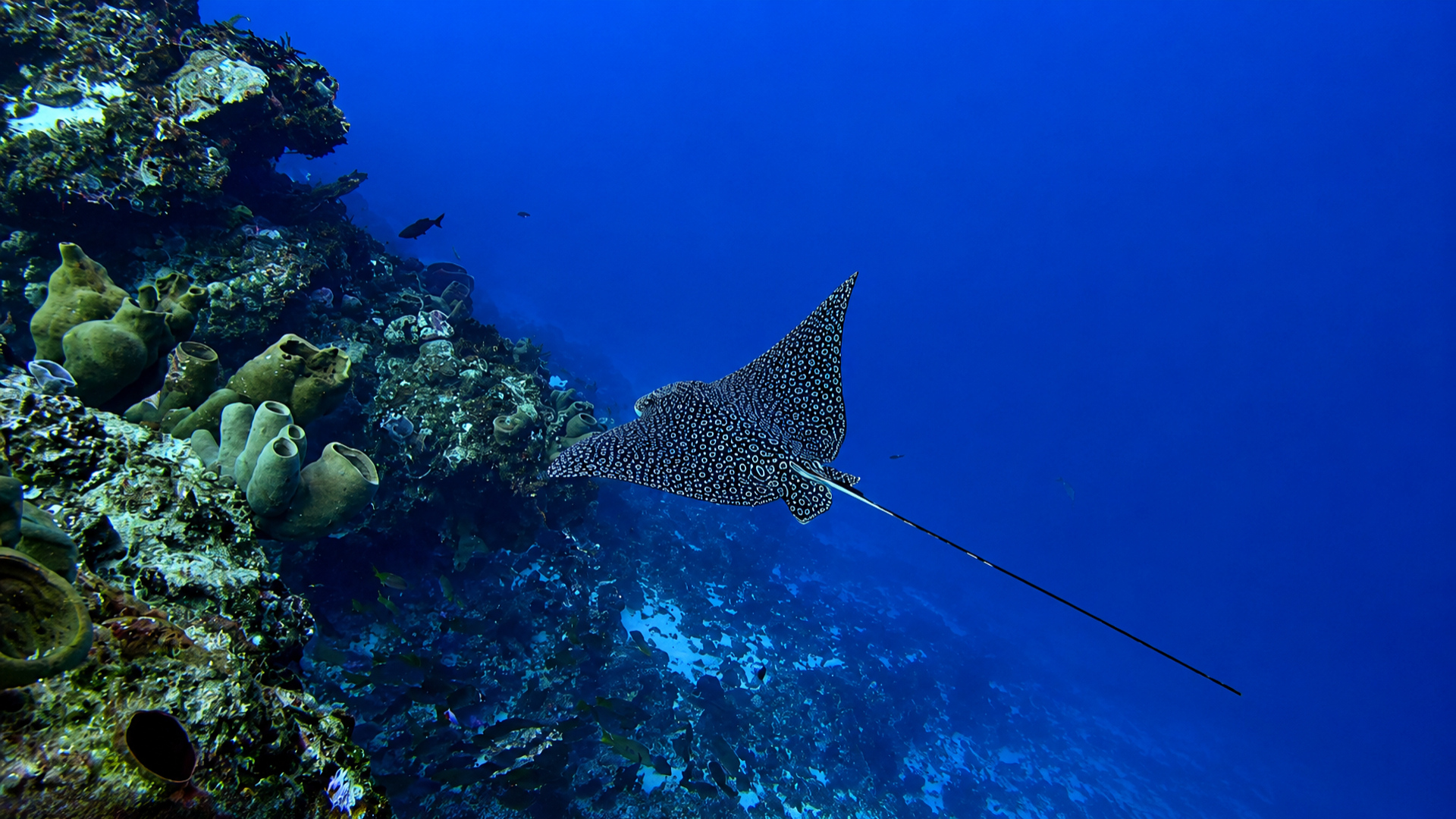 An eagle ray continuing past the barrel sponge