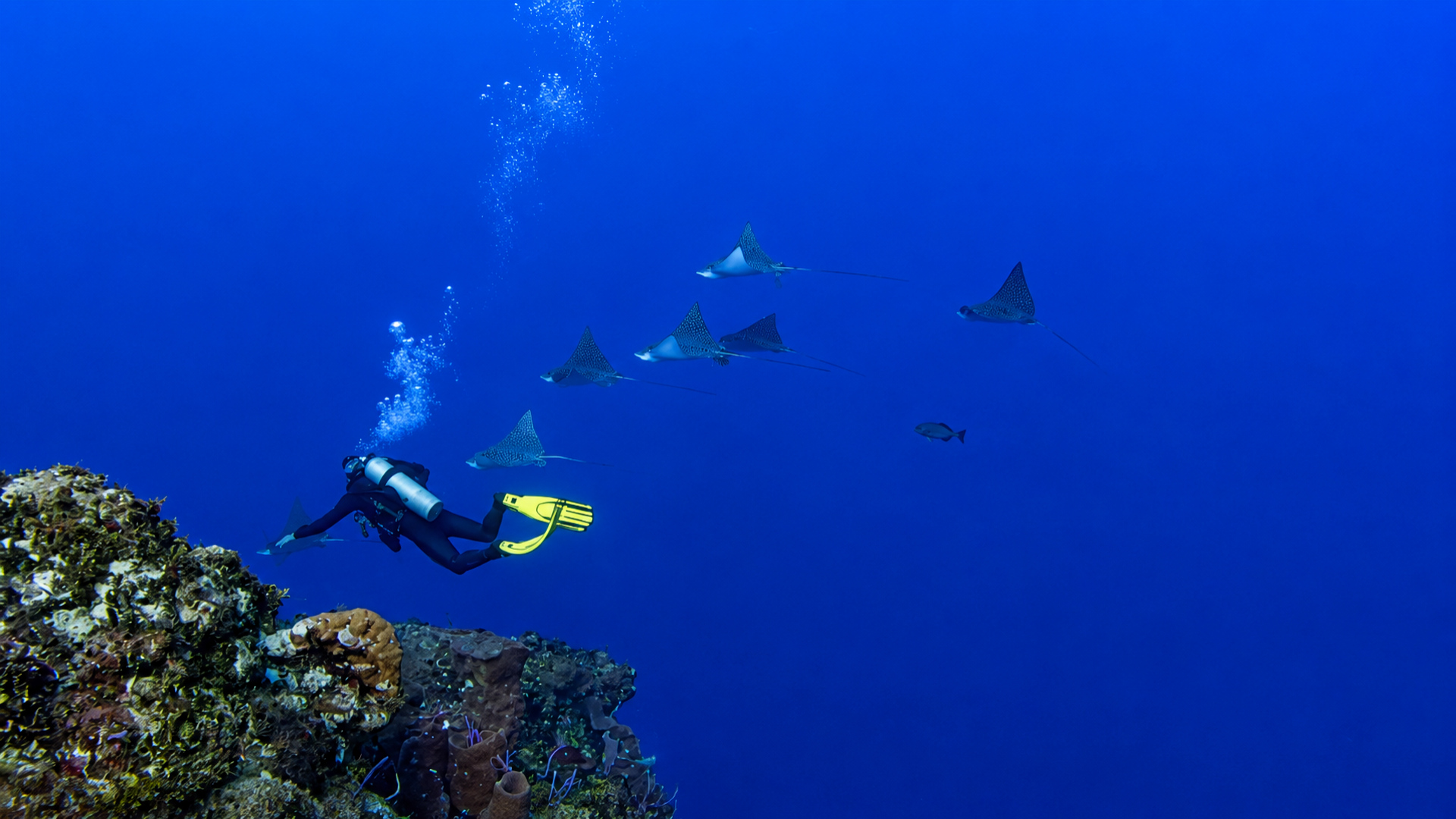 Eagle rays appearing in the blue beyond Cantarell Reef