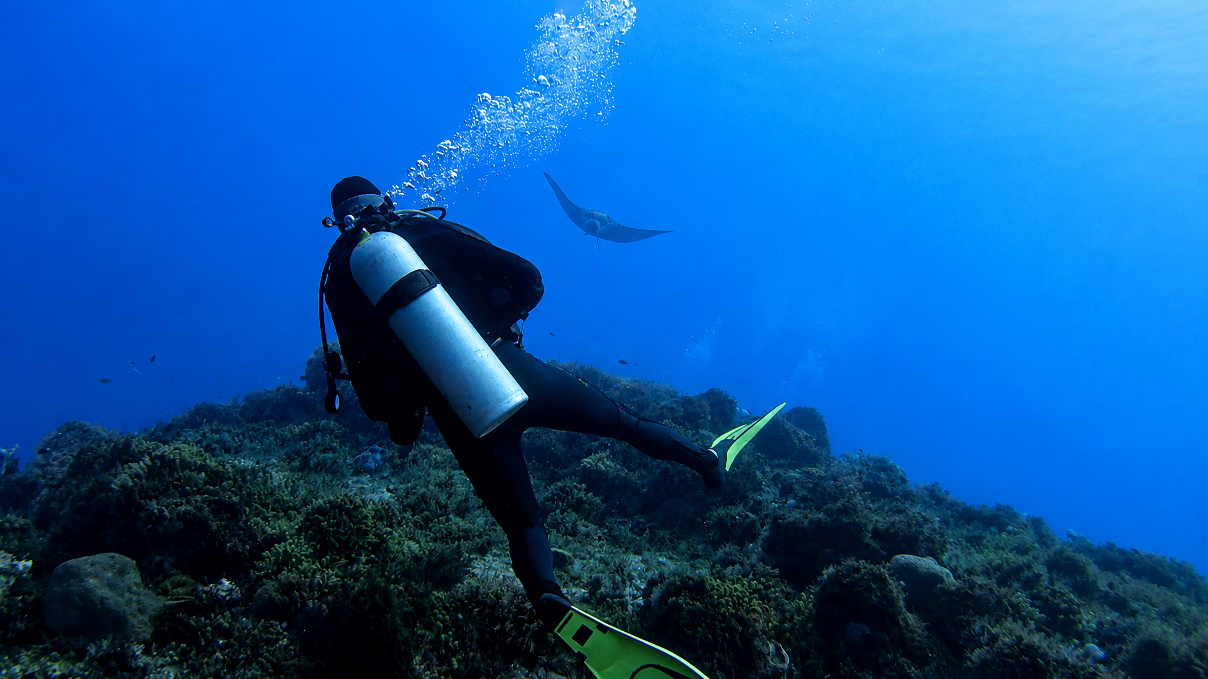 Cantarell Reef marine life and underwater scenery